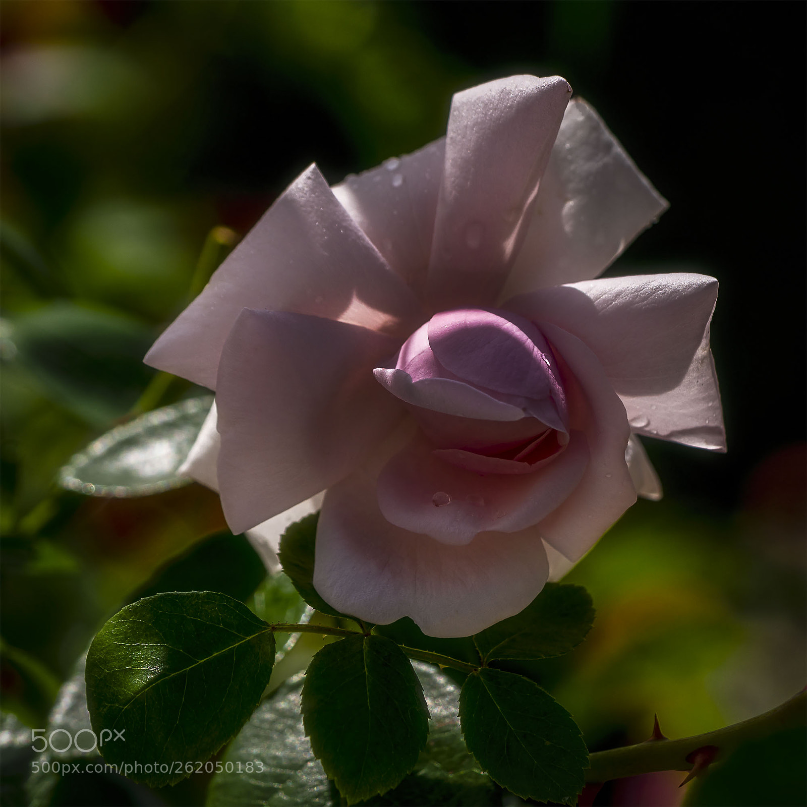 Sony a6300 sample photo. Blüten 120518-012 photography