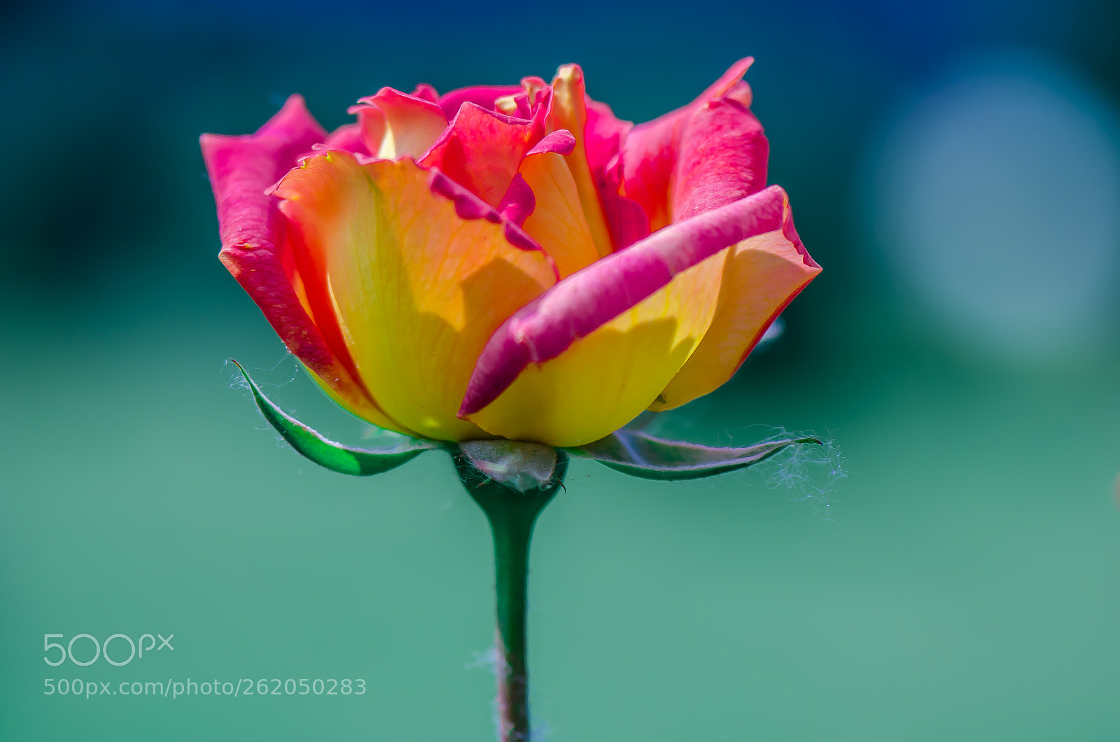 Nikon D7000 sample photo. The layers photography