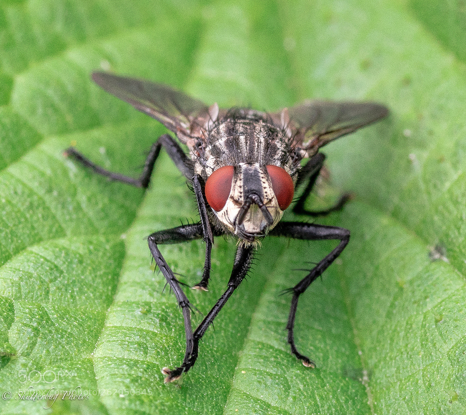 Canon EOS 80D sample photo. Flesh fly photography