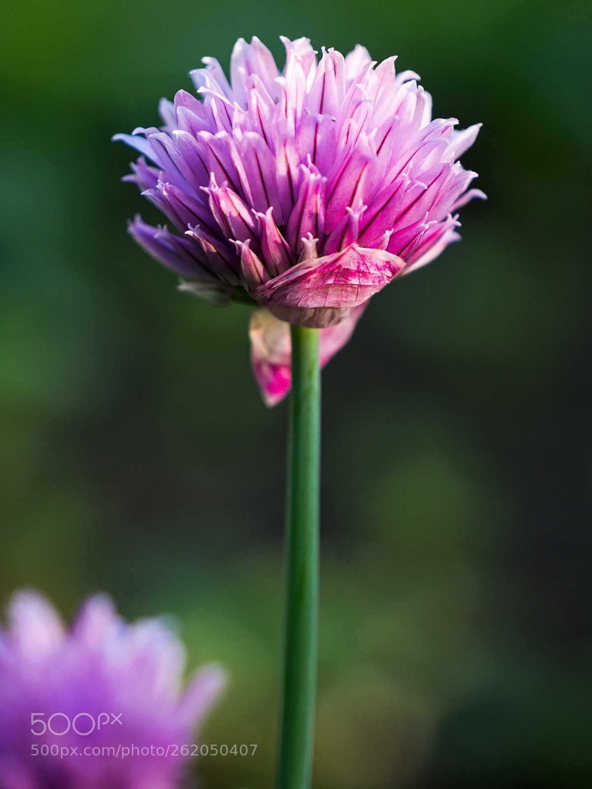 Panasonic Lumix DMC-GX7 sample photo. Chives photography