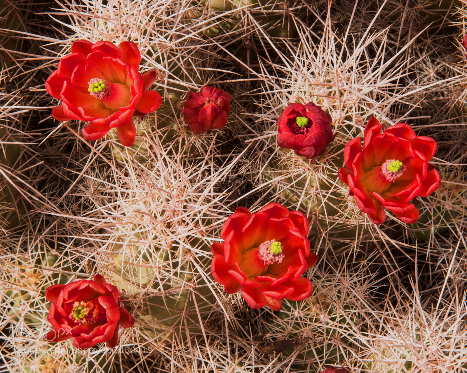Nikon D750 sample photo. Claret cactus photography