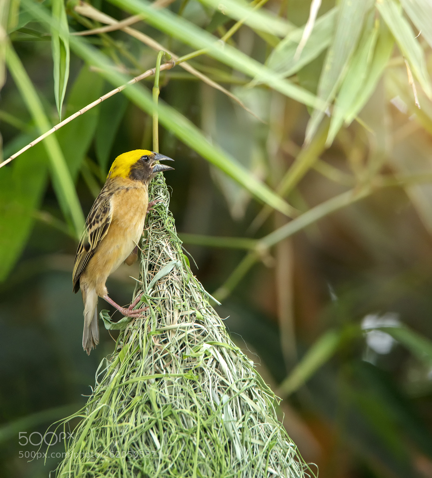 Nikon D600 sample photo. Nature of wildlife photography