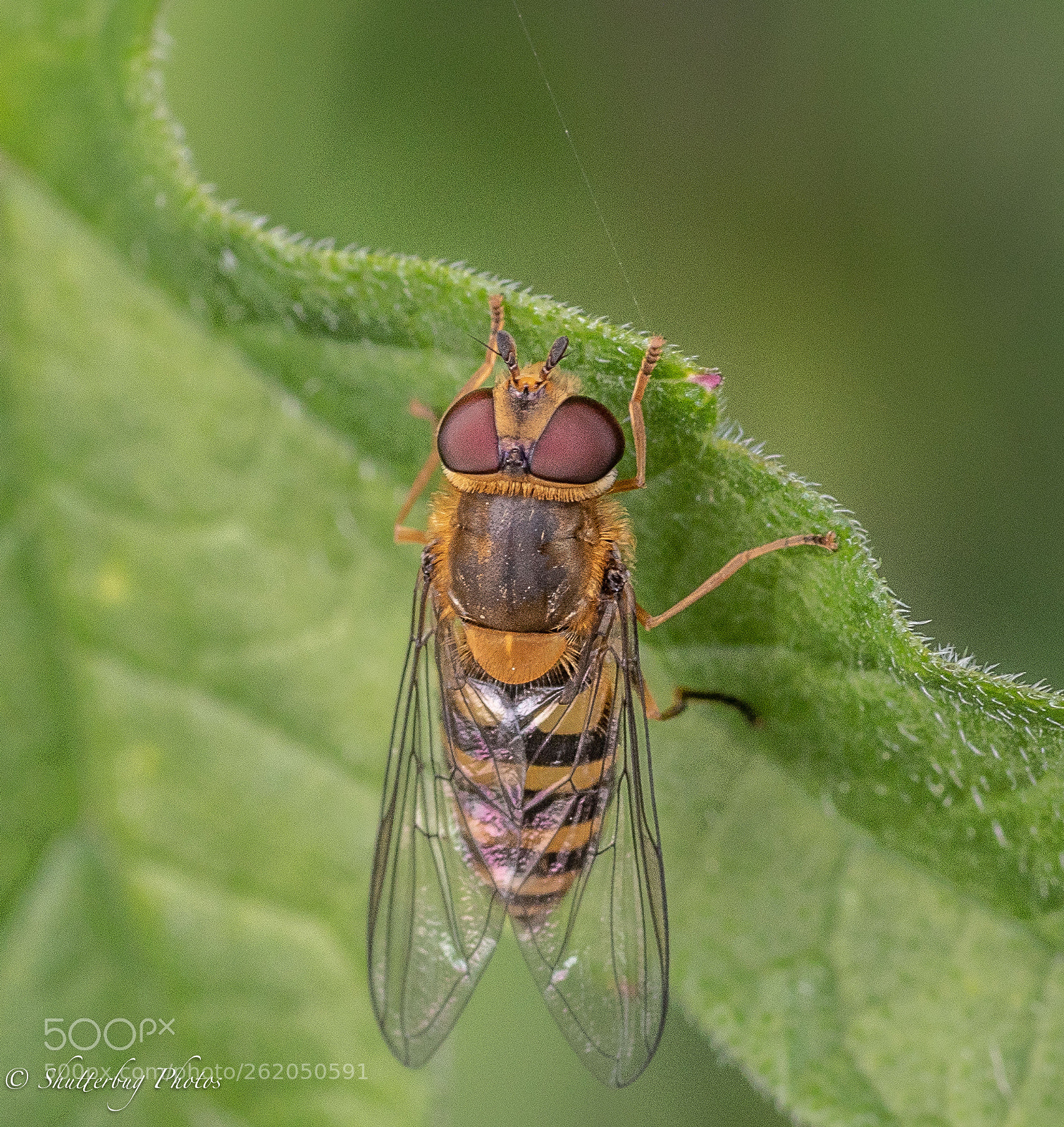 Canon EOS 80D sample photo. Hover photography