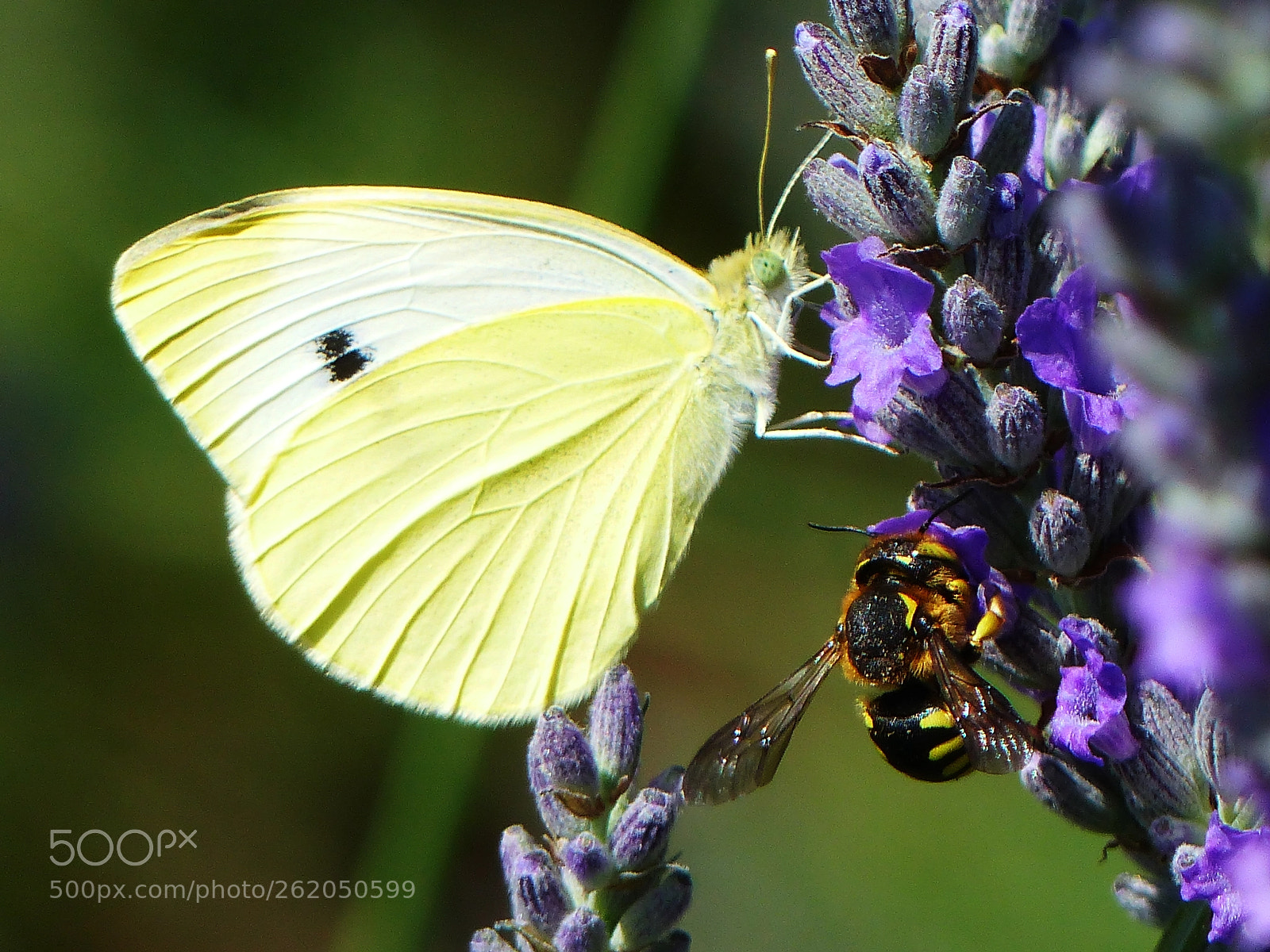 Panasonic Lumix DMC-FZ200 sample photo. Two in the lavender photography