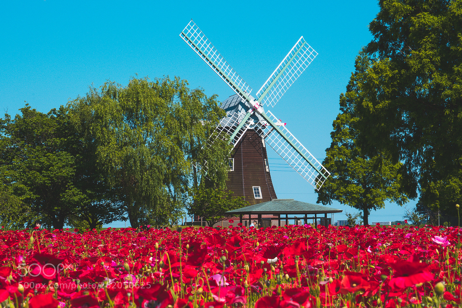 Sony a7 II sample photo. Red poppy's photography