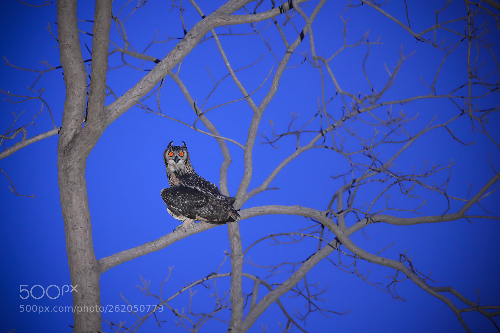 Canon EOS-1D X Mark II sample photo. Eagle owl in twilight photography