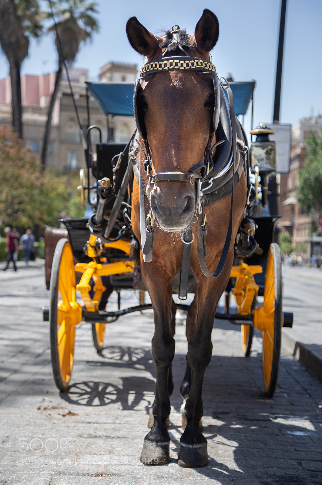 Canon EOS 6D sample photo. Horse luis photography