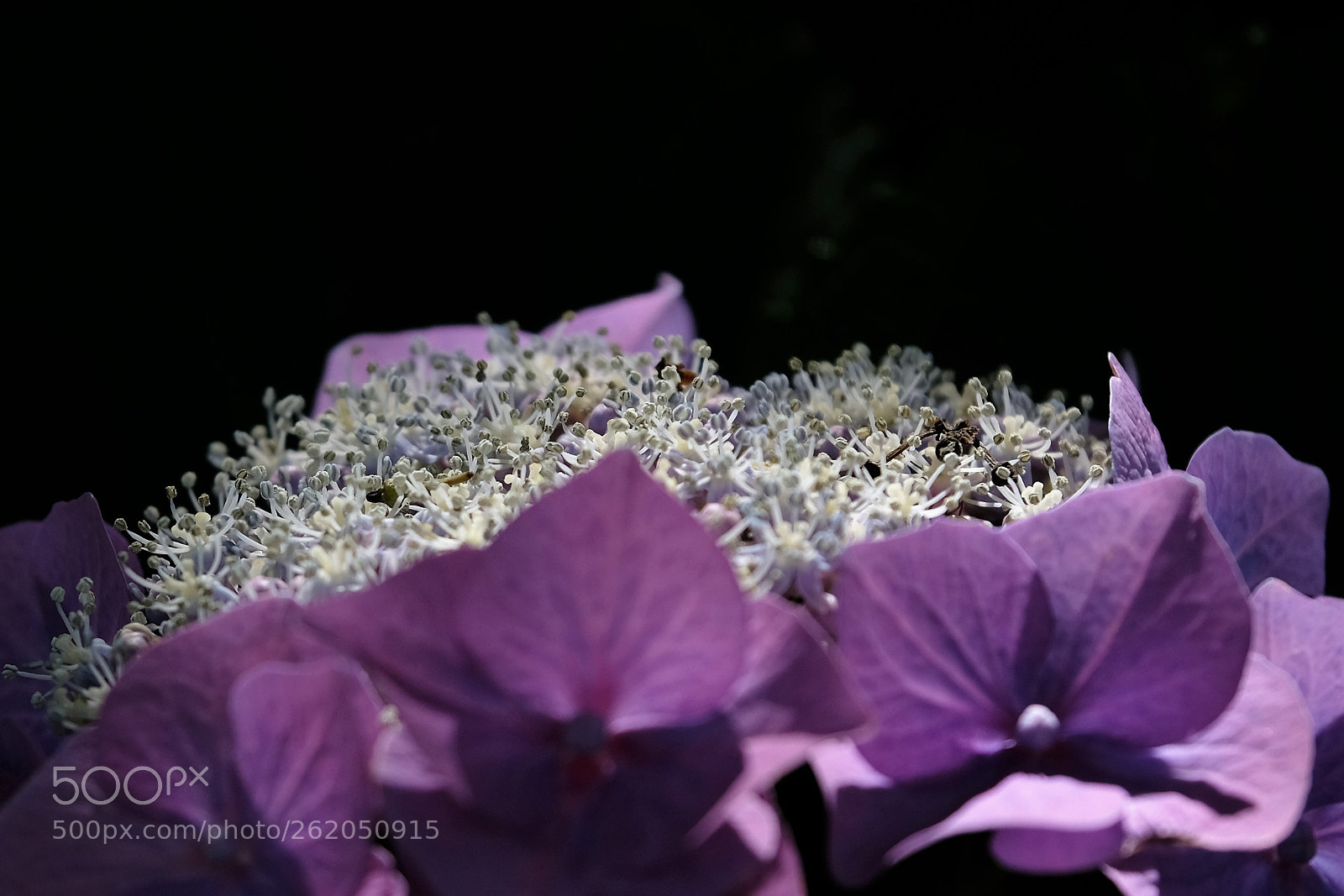 Fujifilm X-T20 sample photo. 紫陽花 photography