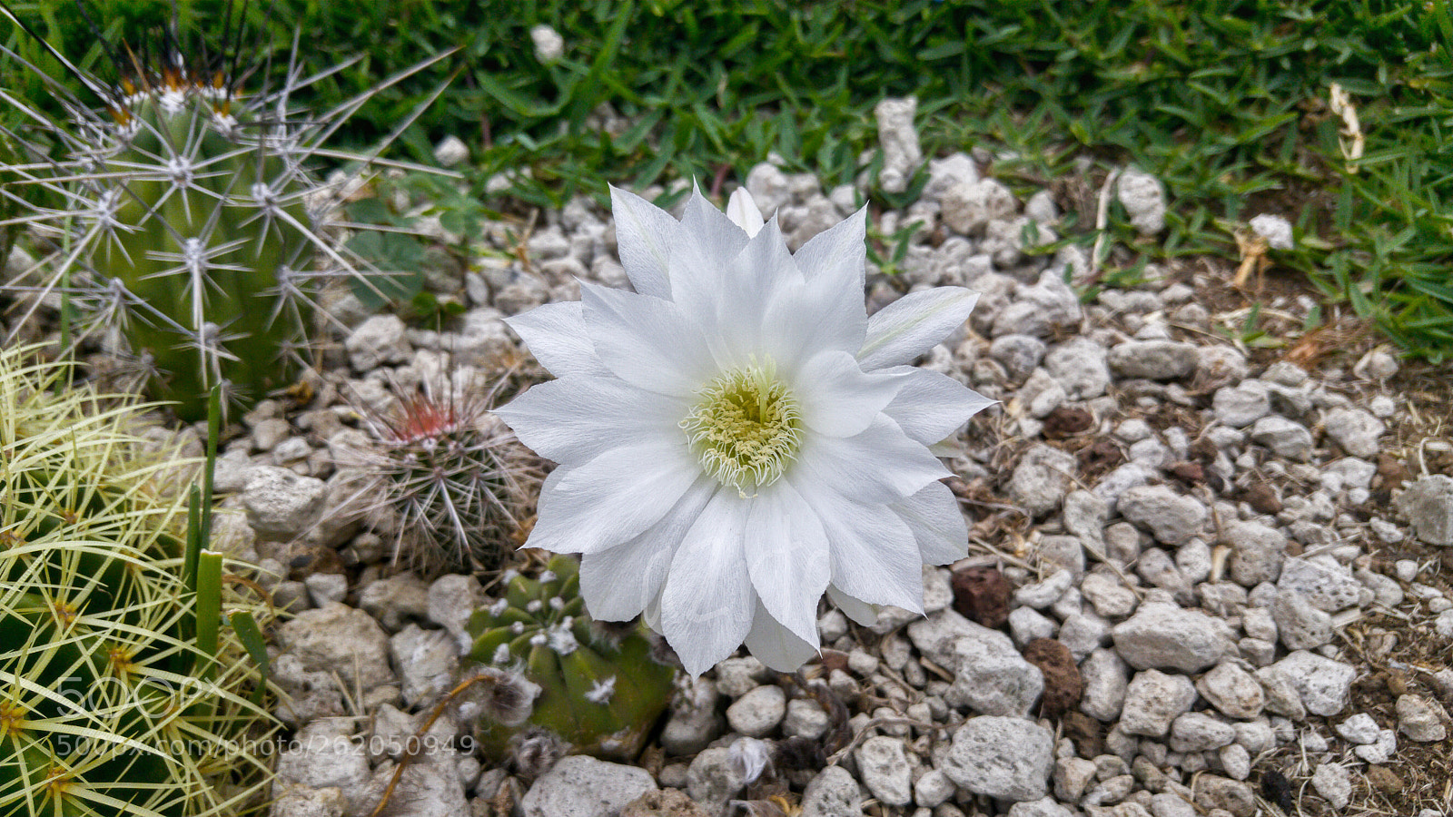 LG G4 sample photo. Flor de cactus photography