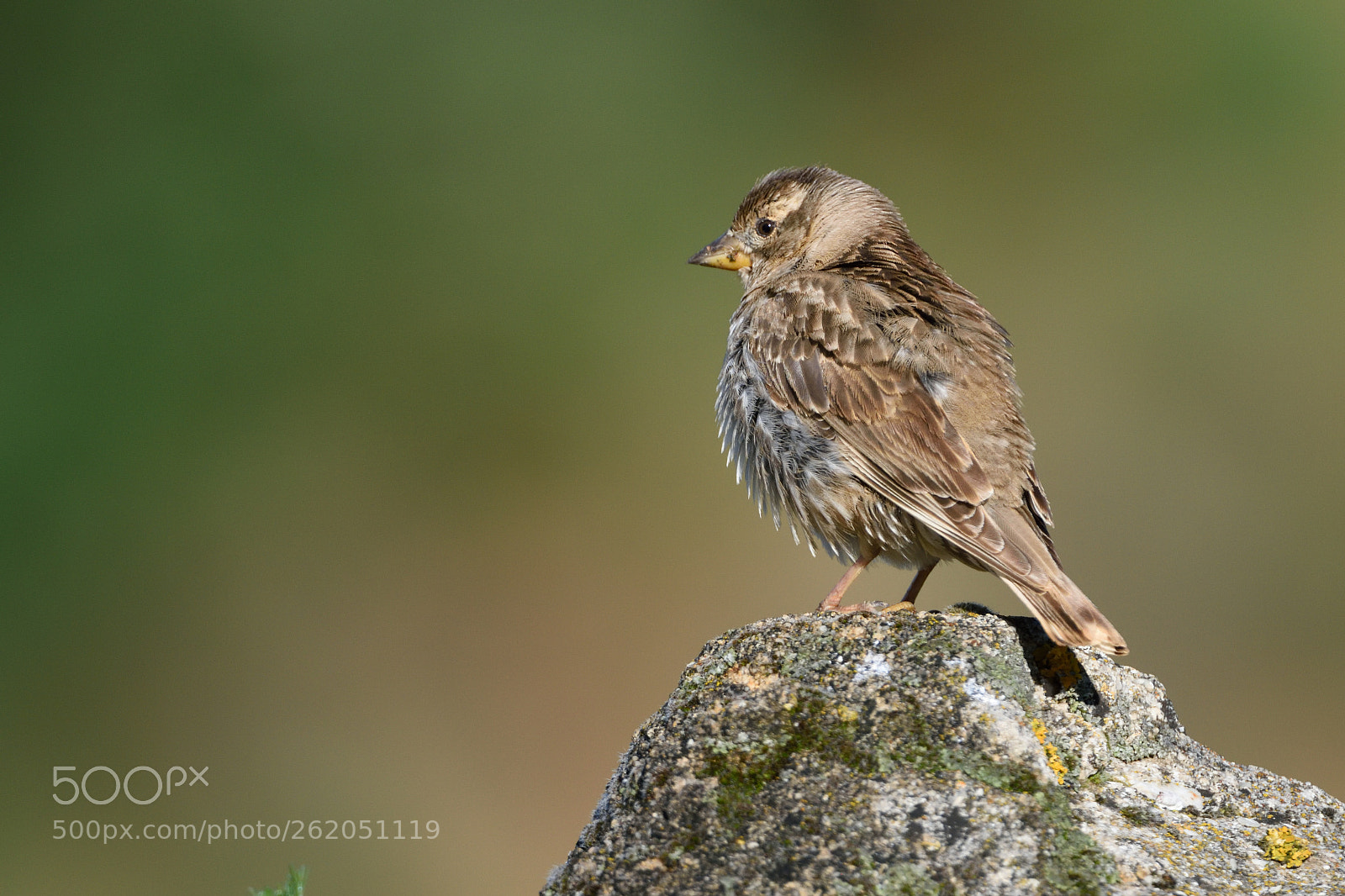 Nikon AF-S Nikkor 200-400mm F4G ED-IF VR sample photo. Gorrion chillon photography