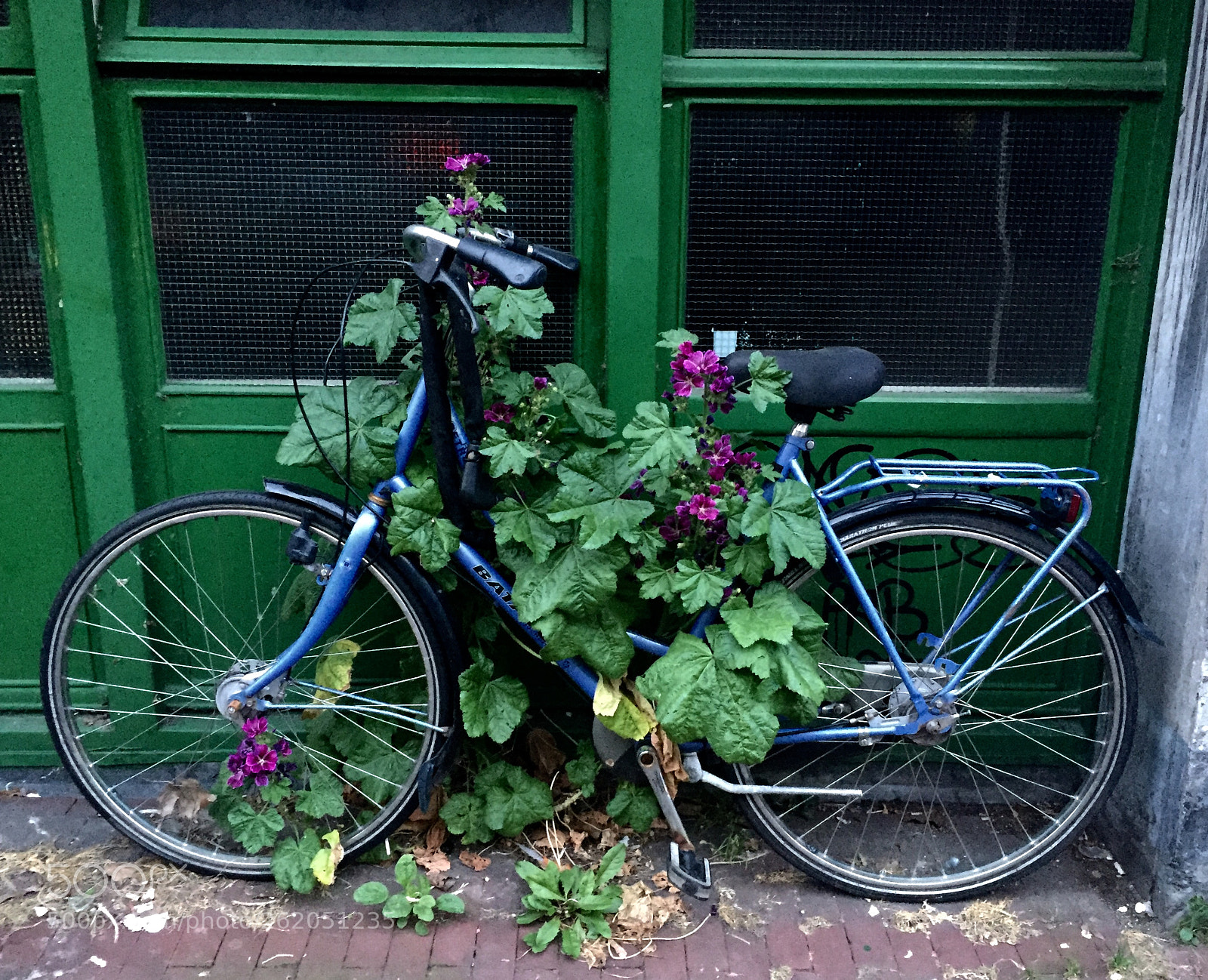 Apple iPhone 6 sample photo. Flower bike photography