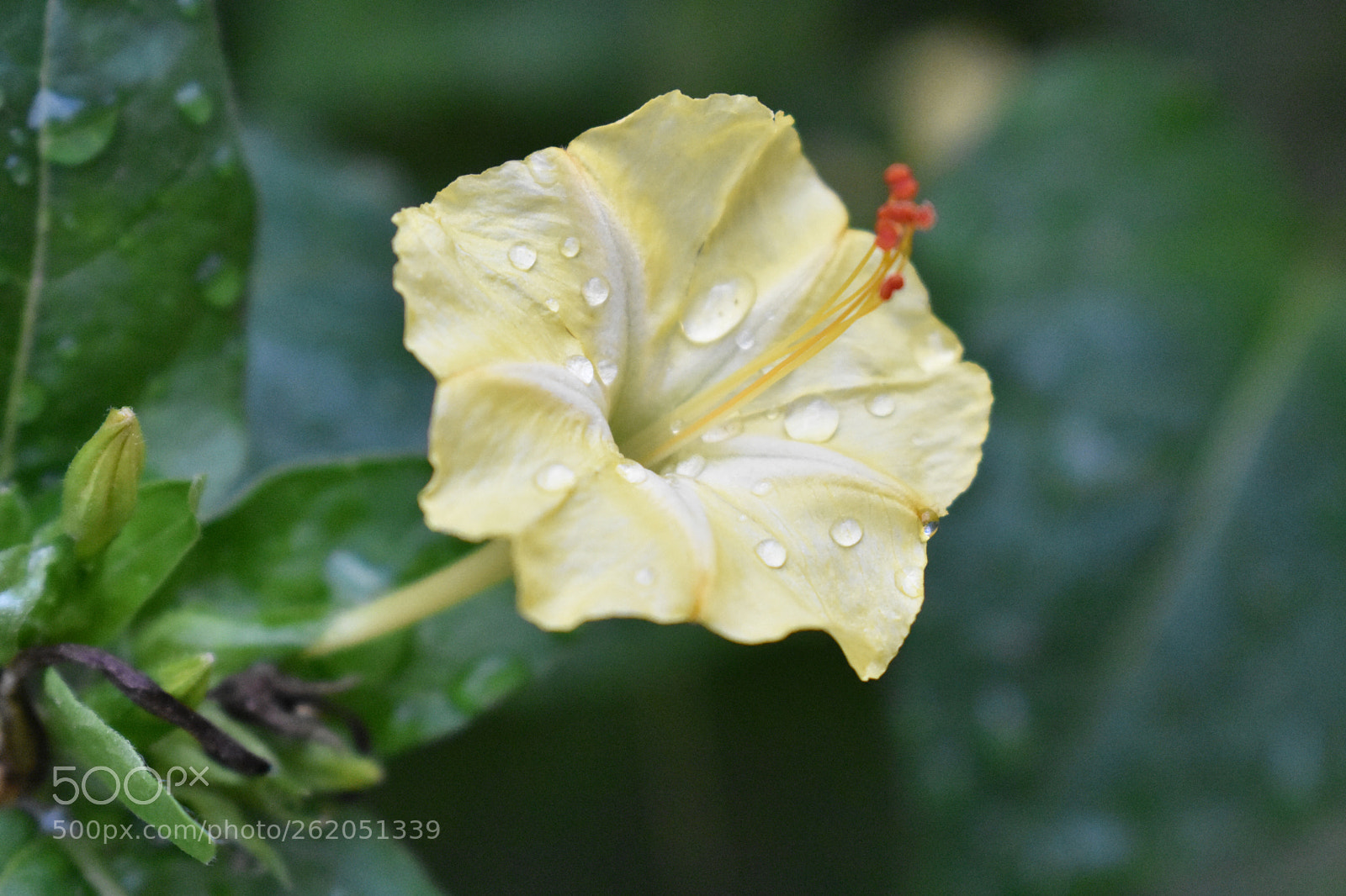 Nikon D3400 sample photo. Garden  photography