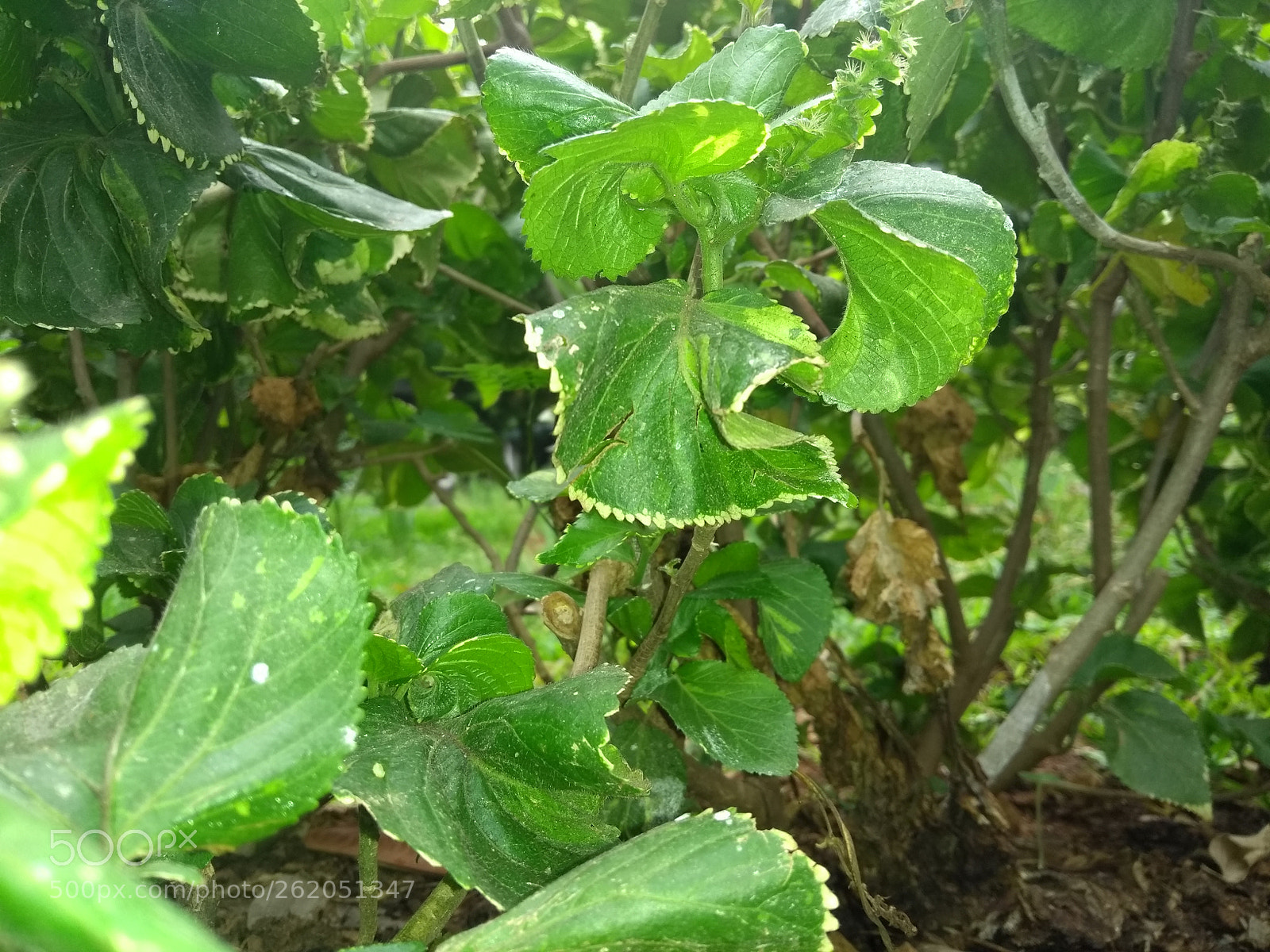 Motorola Moto G (5th Gen) sample photo. Untitled photography