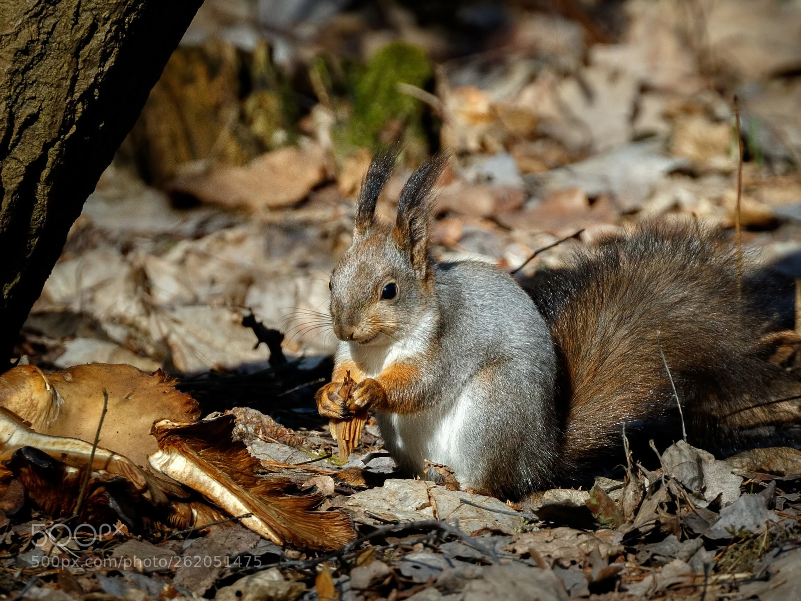 Canon EOS 7D Mark II sample photo. Squirrel 2 photography