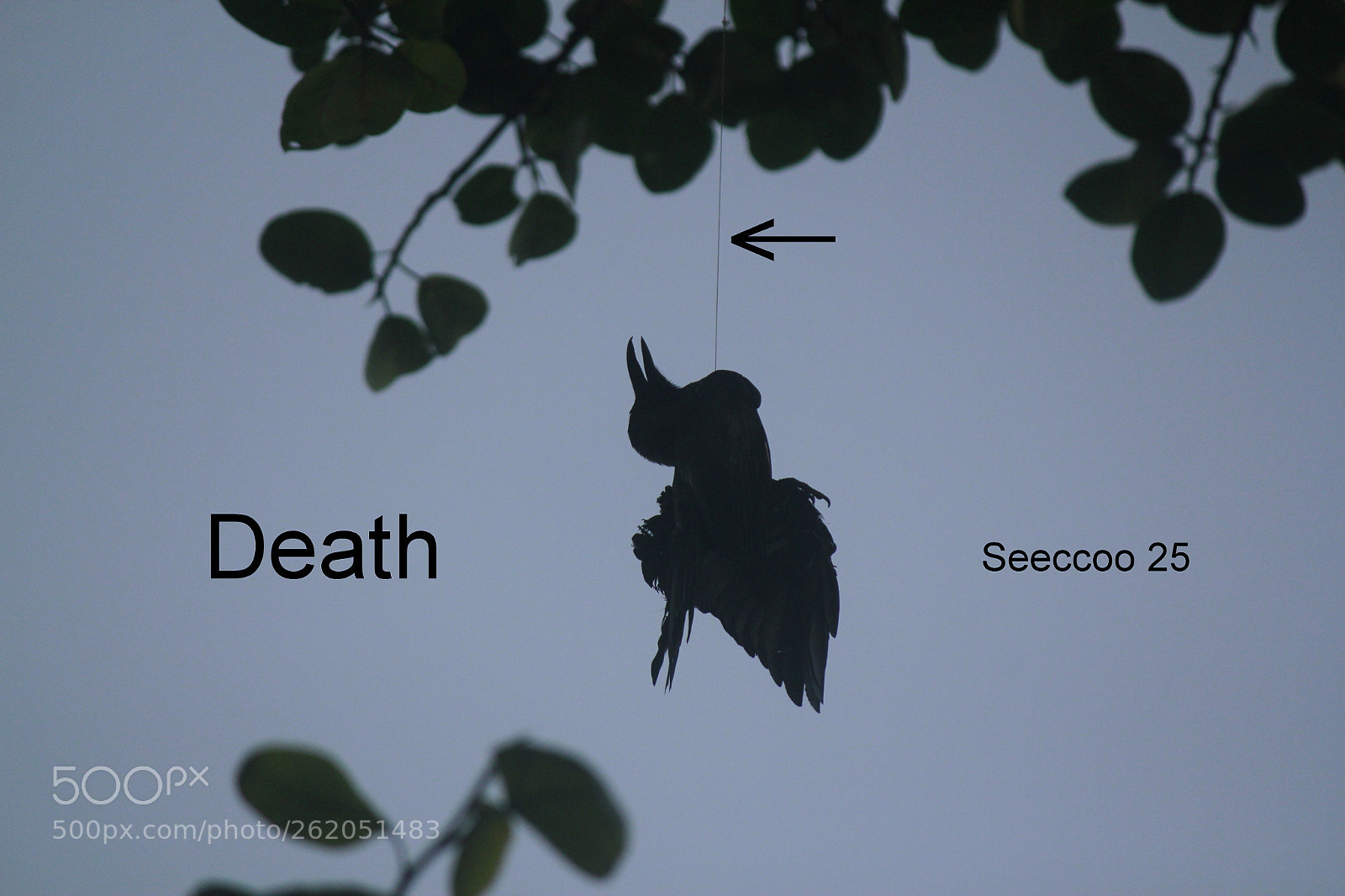 Canon EOS 550D (EOS Rebel T2i / EOS Kiss X4) sample photo. "death..." photography