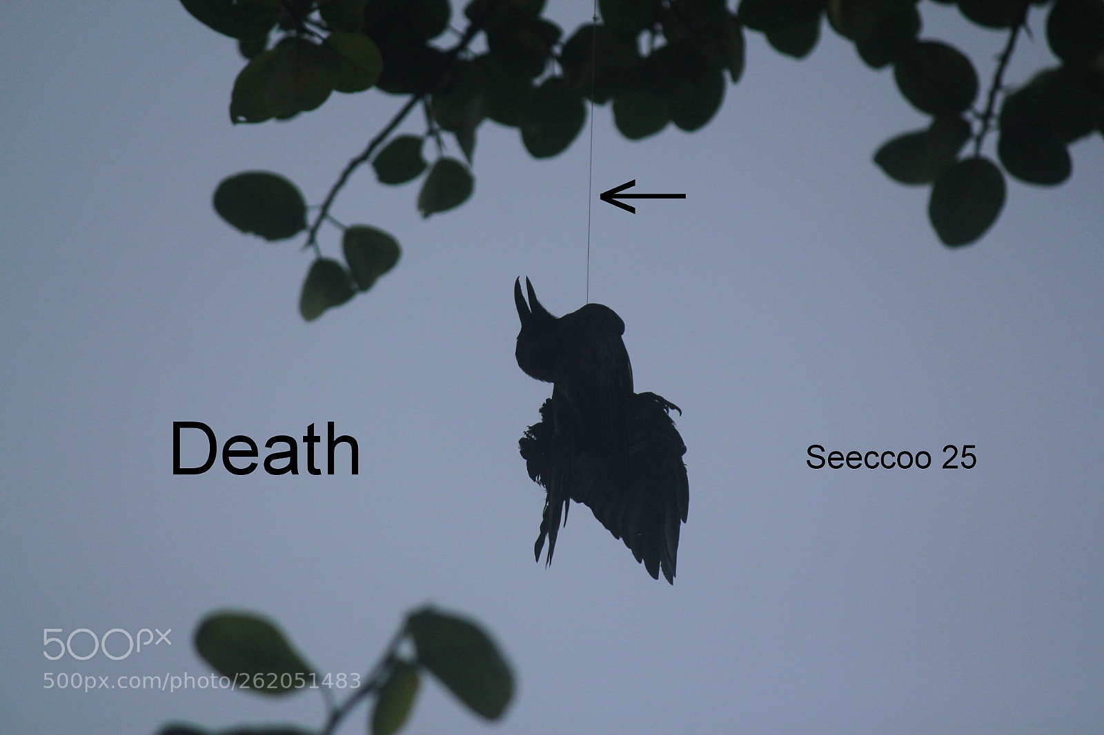 Canon EOS 550D (EOS Rebel T2i / EOS Kiss X4) + Canon EF-S 55-250mm F4-5.6 IS sample photo. "death..." photography