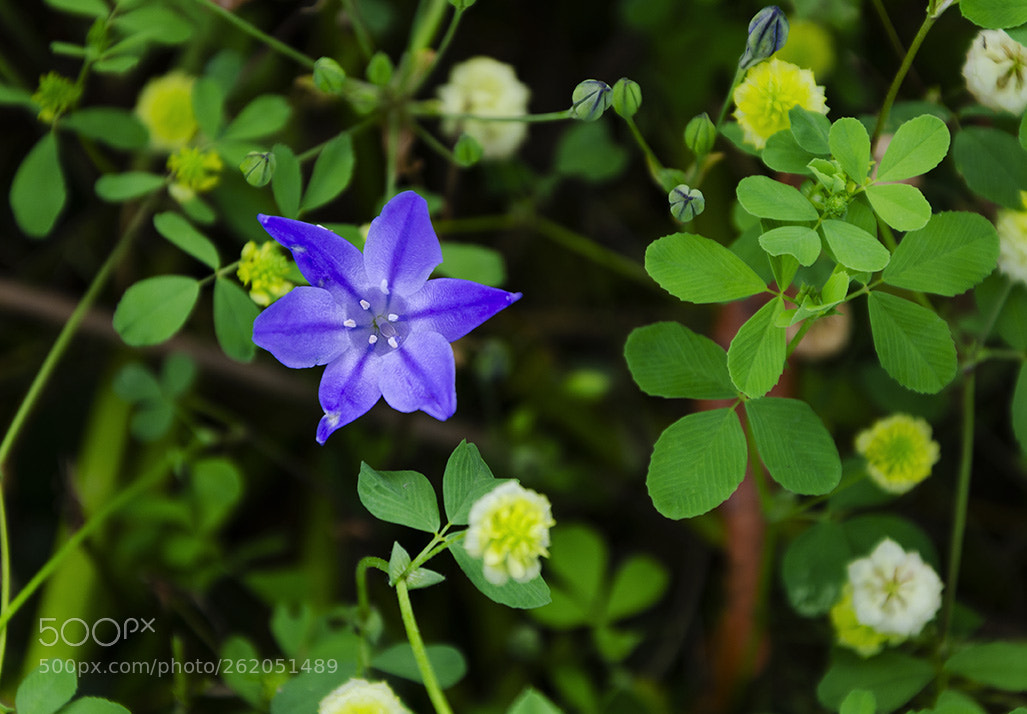 Nikon D7000 sample photo. Blue star photography