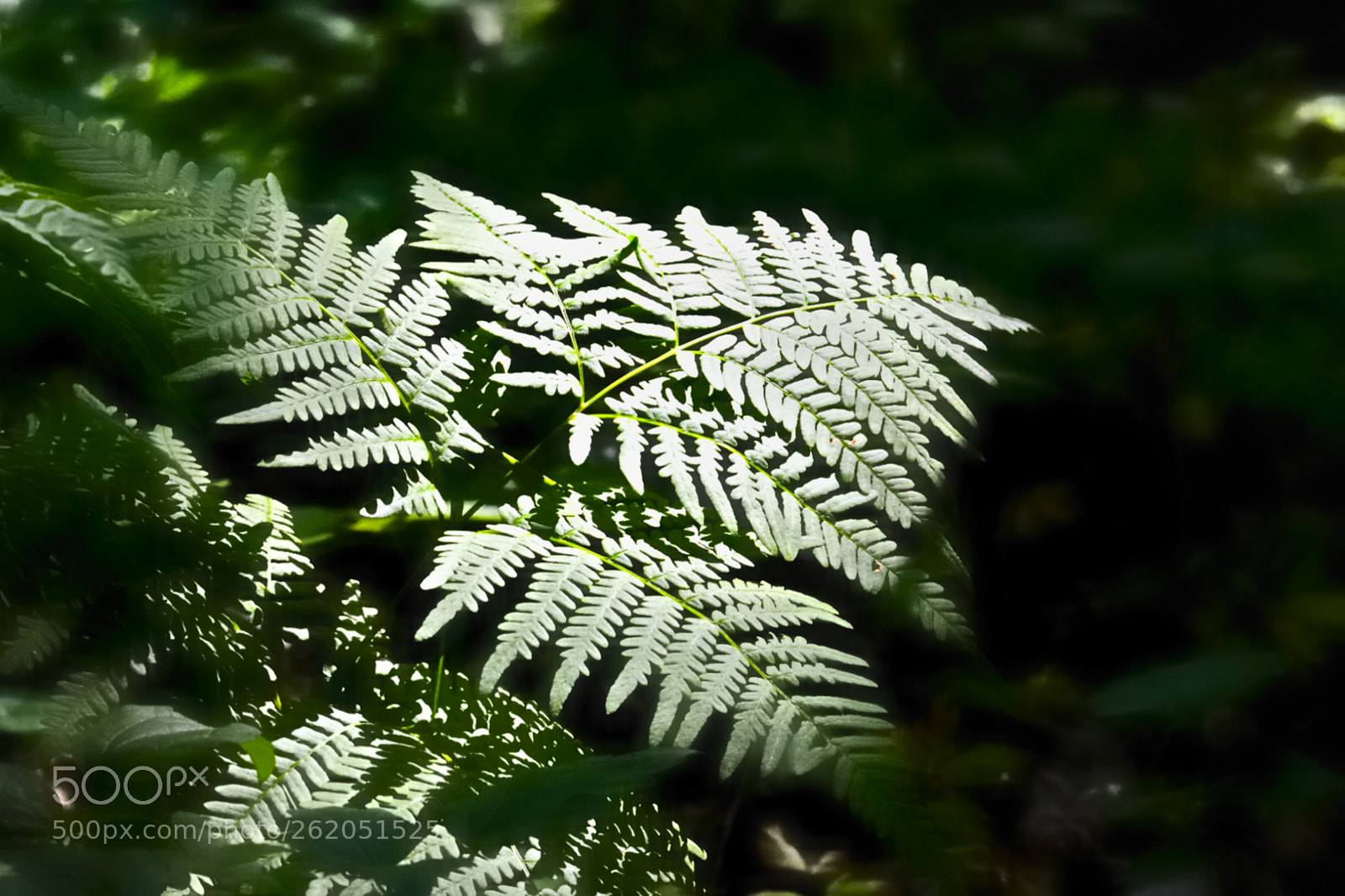 Nikon D7100 sample photo. Forest shield erdei pajzsika photography