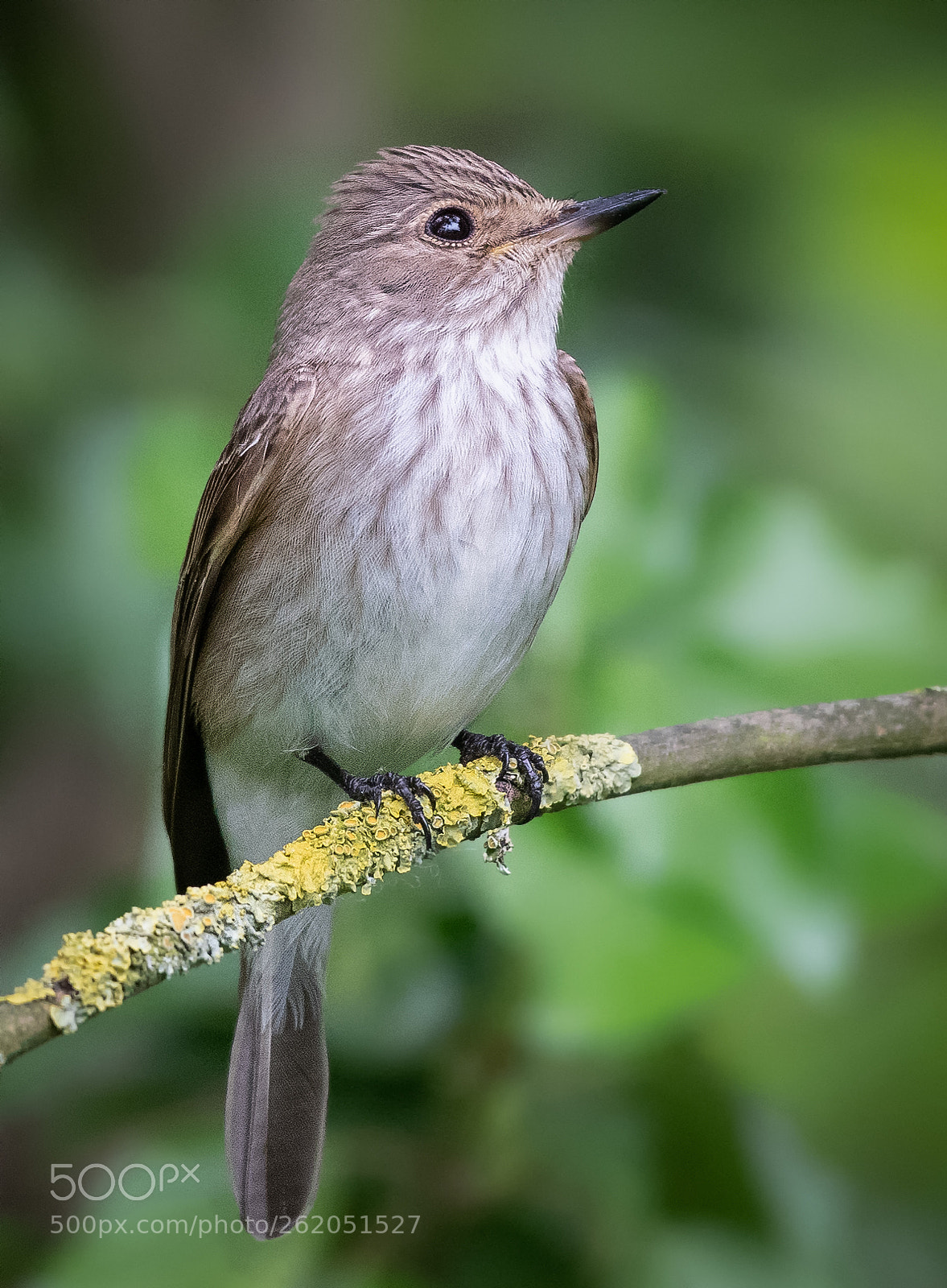 Nikon D850 sample photo. Spotted flycatcher photography