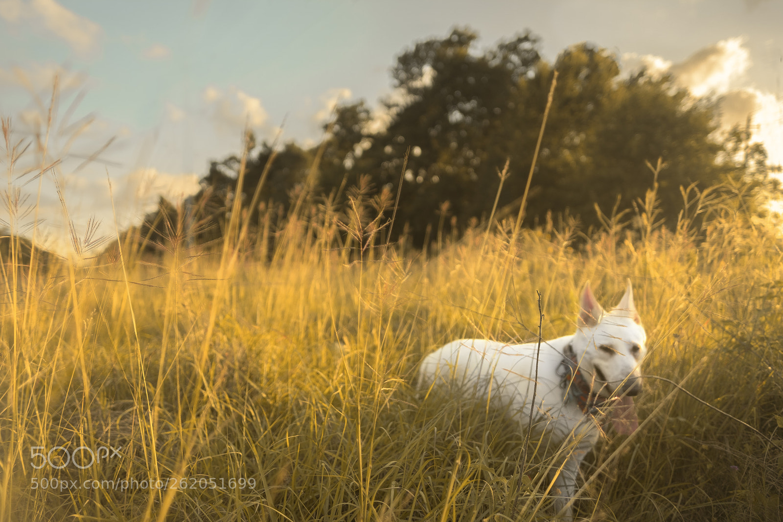 Fujifilm X-Pro2 sample photo. A wild meeko photography