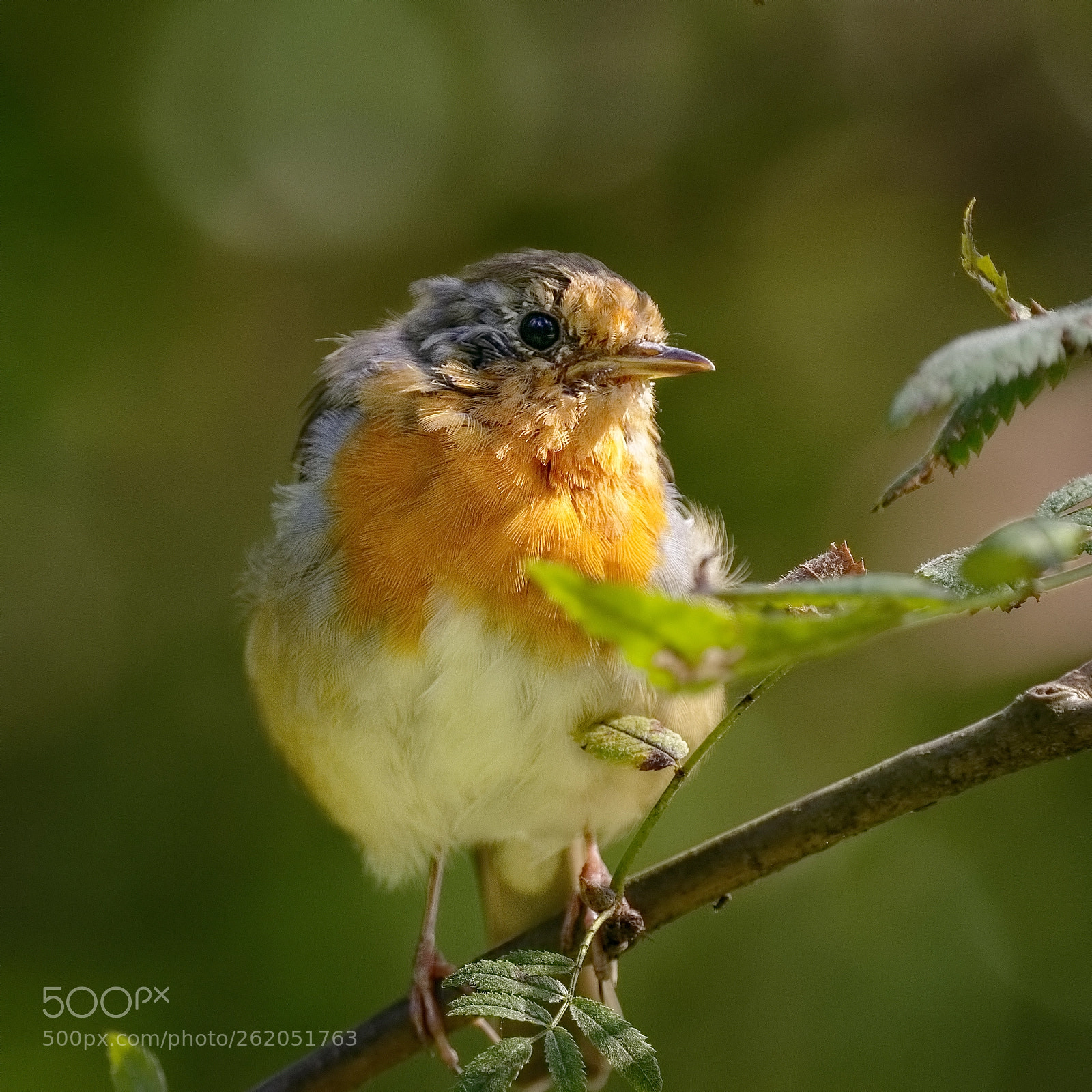 Canon EOS 7D Mark II sample photo. European robin photography