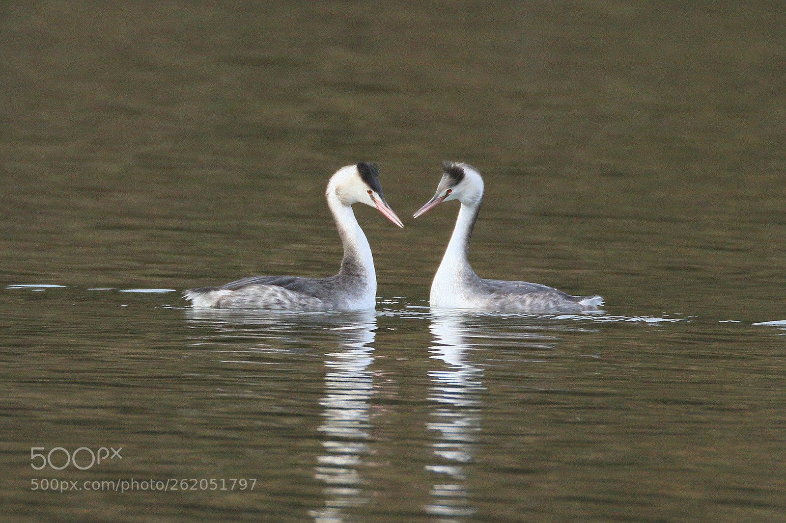 Canon EOS 7D Mark II sample photo. カンムリカイツブリ great crested grebe photography