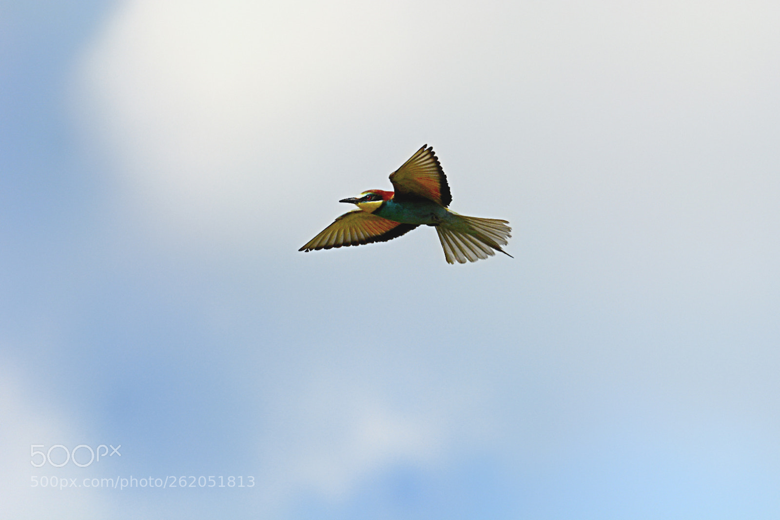 Tamron SP 150-600mm F5-6.3 Di VC USD sample photo. Bee eater photography
