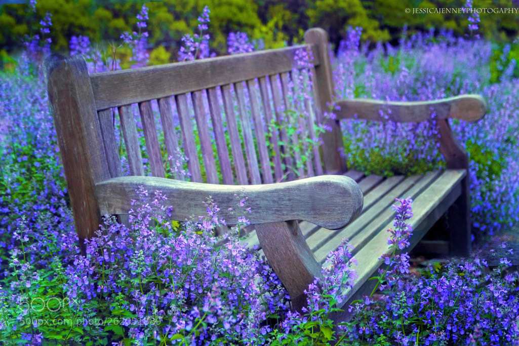 Canon EOS 600D (Rebel EOS T3i / EOS Kiss X5) sample photo. Heaven scent photography