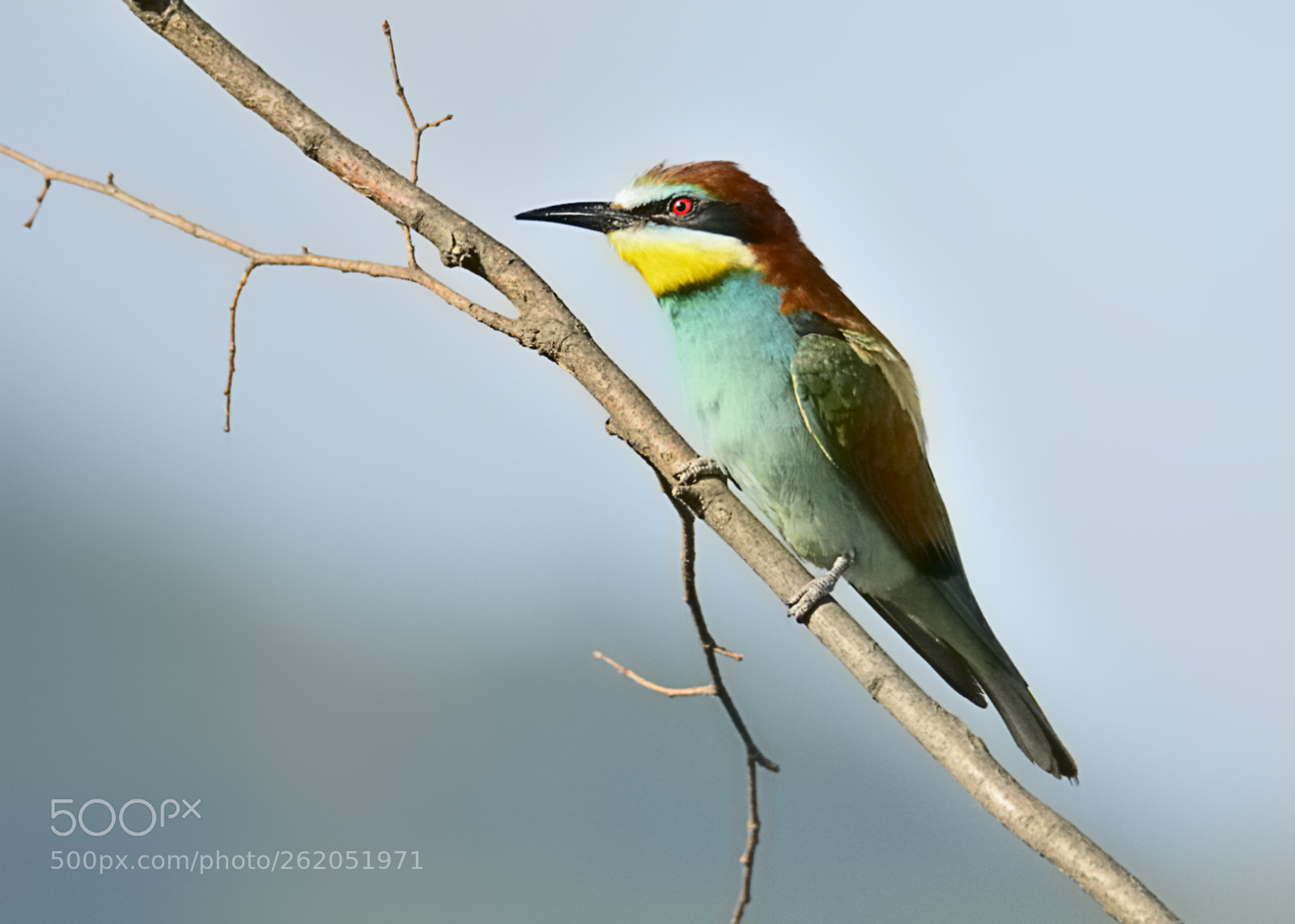 Nikon D7100 sample photo. Bee eater photography