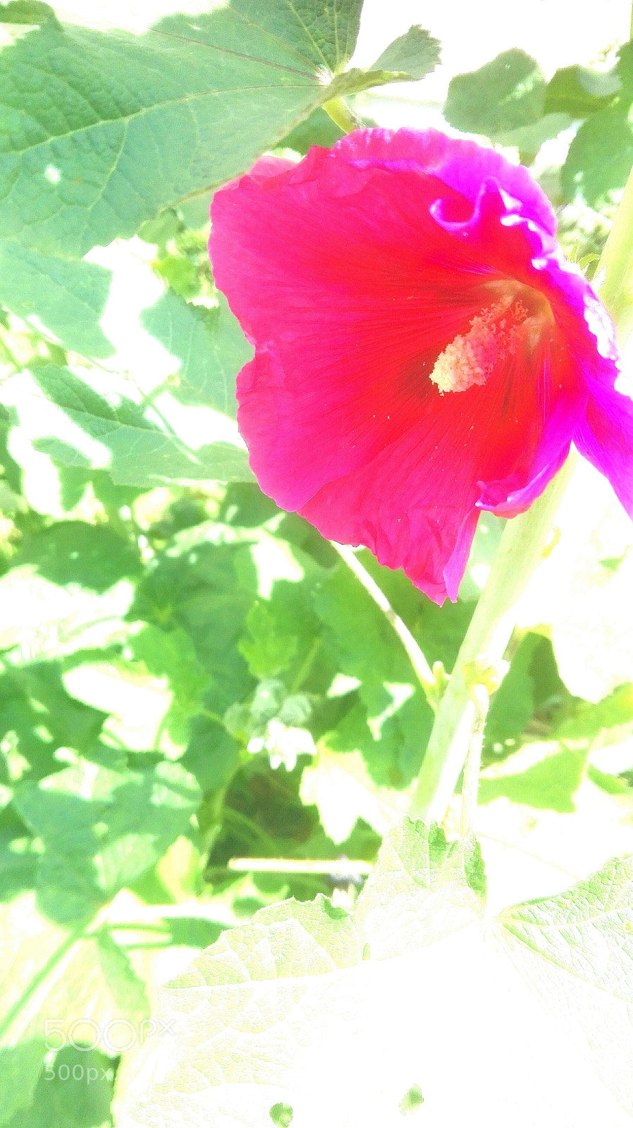 HUAWEI P8 Lite sample photo. Single in the wild photography