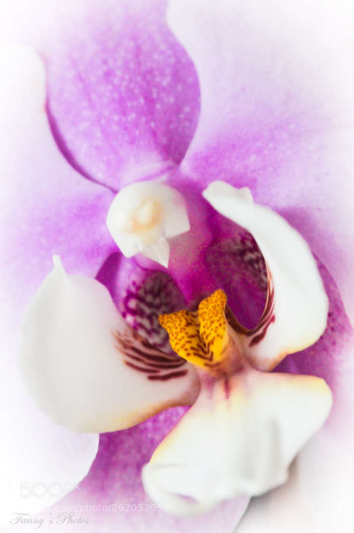 Nikon D300S sample photo. Coeur d'orchidée photography