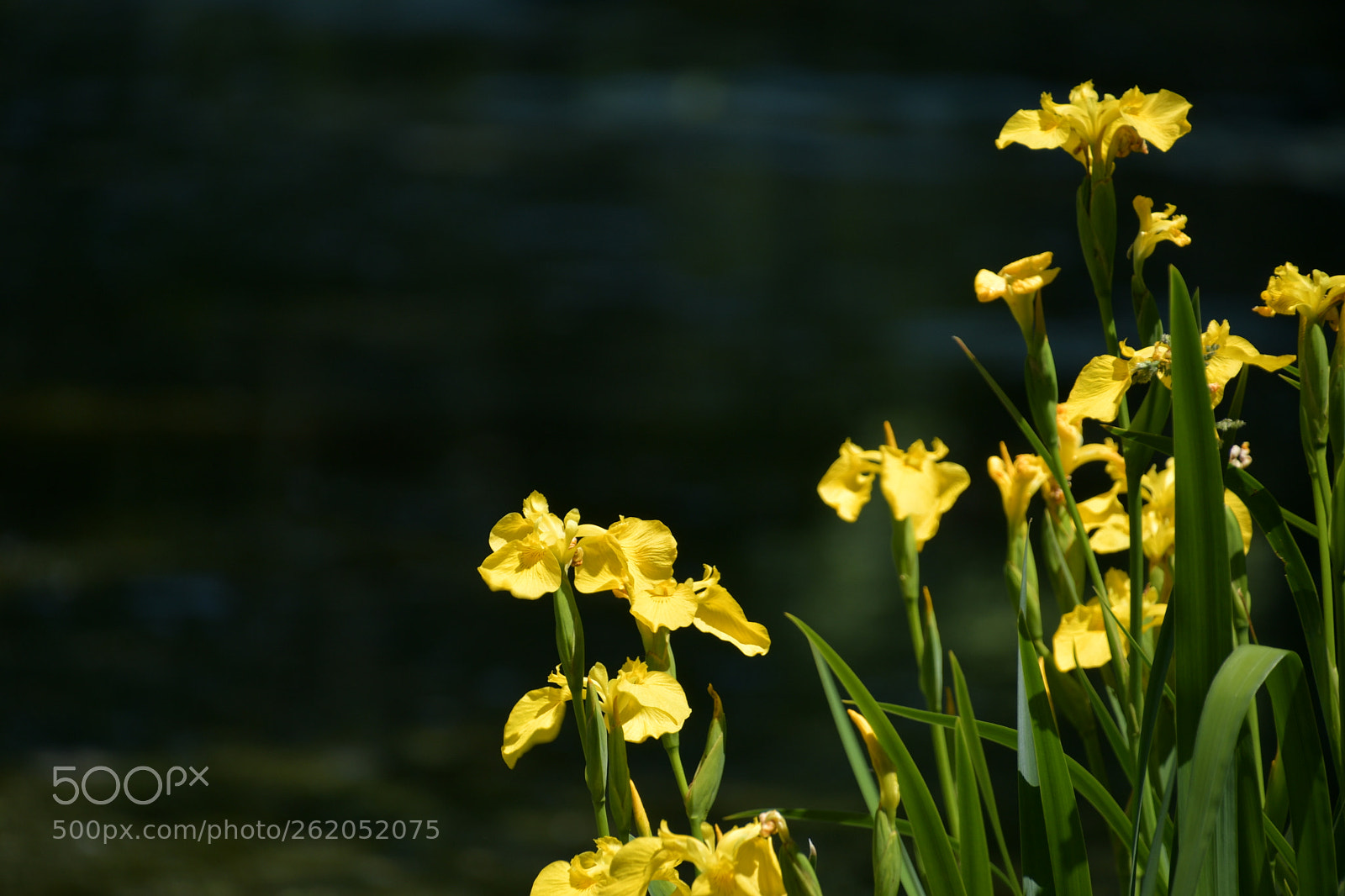 Nikon D7500 sample photo. Riverside  photography