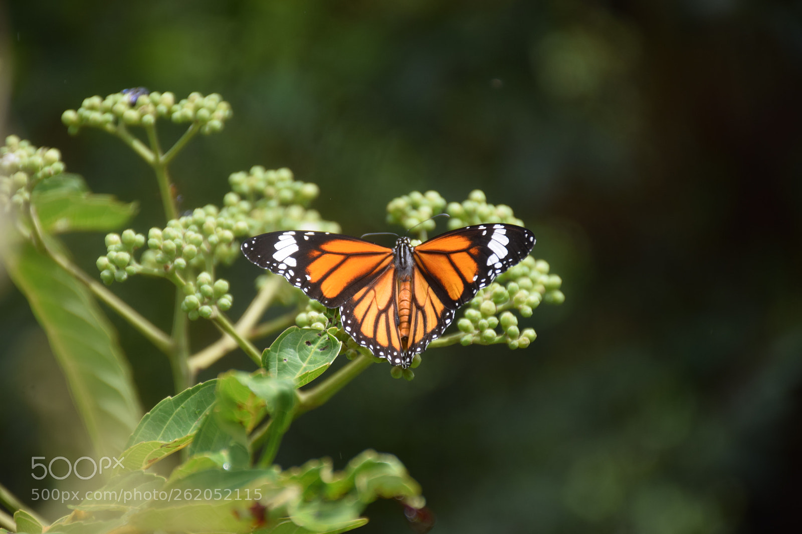 Nikon D5300 sample photo. Butterfly photography