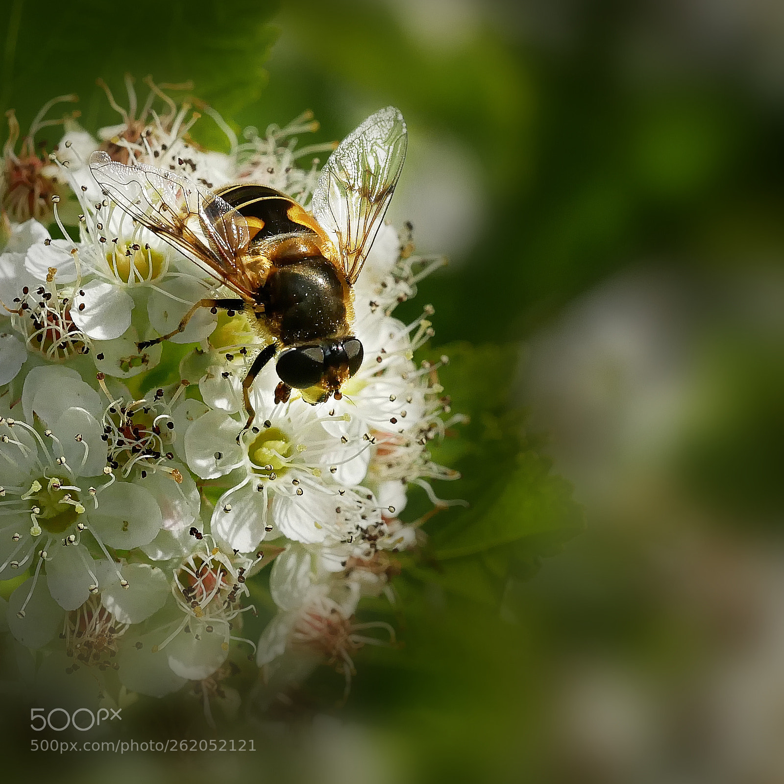 Panasonic DMC-G81 sample photo. Hoverfly photography