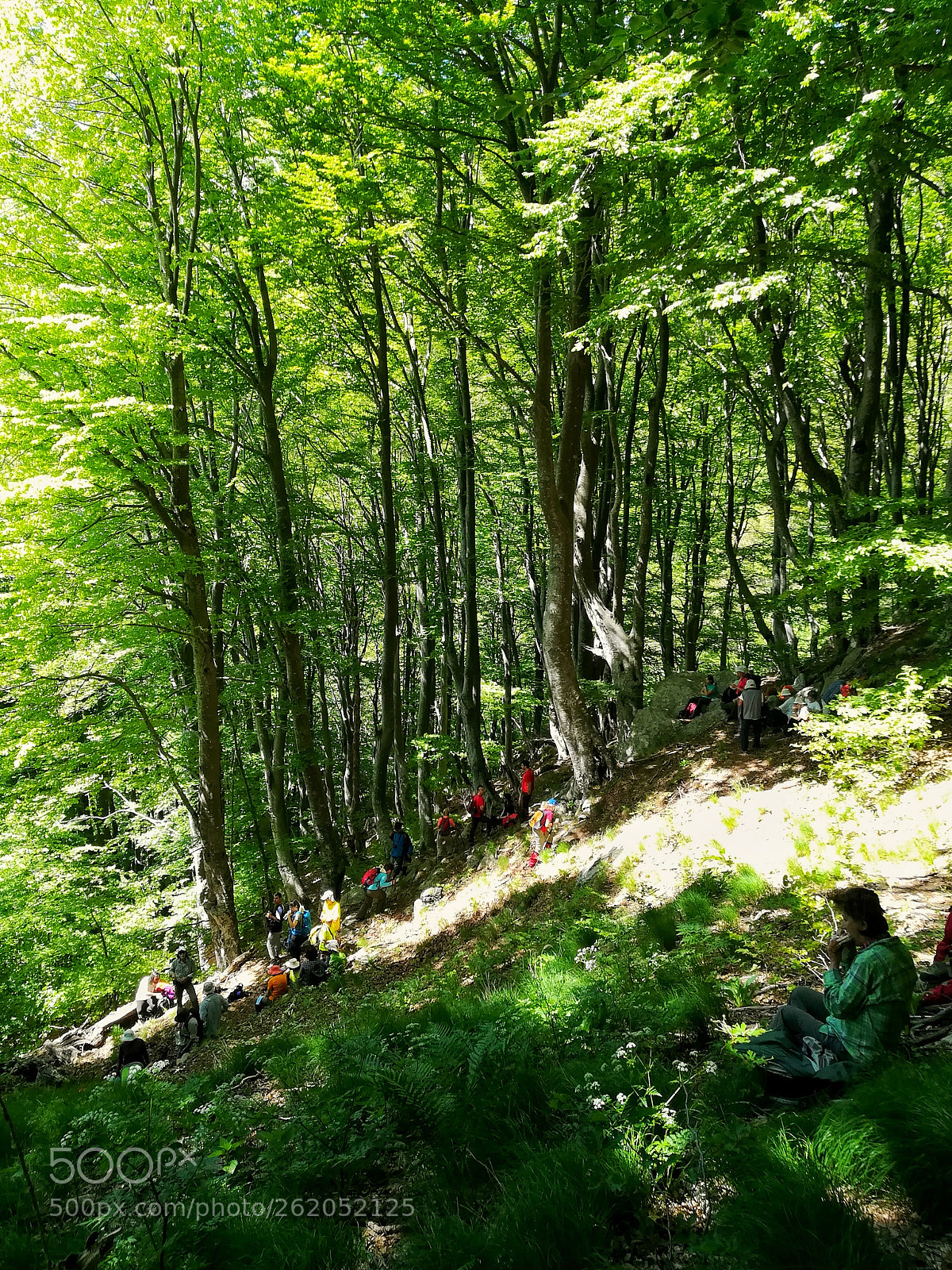 HUAWEI PRA-LX1 sample photo. Forest photography