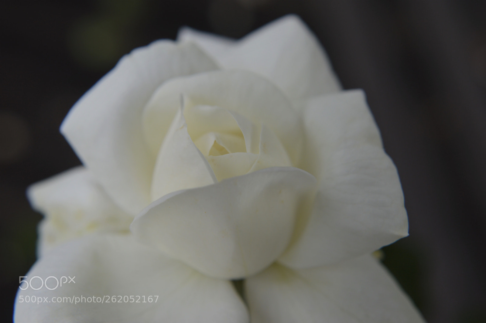 Nikon D3200 sample photo. White gardenia photography