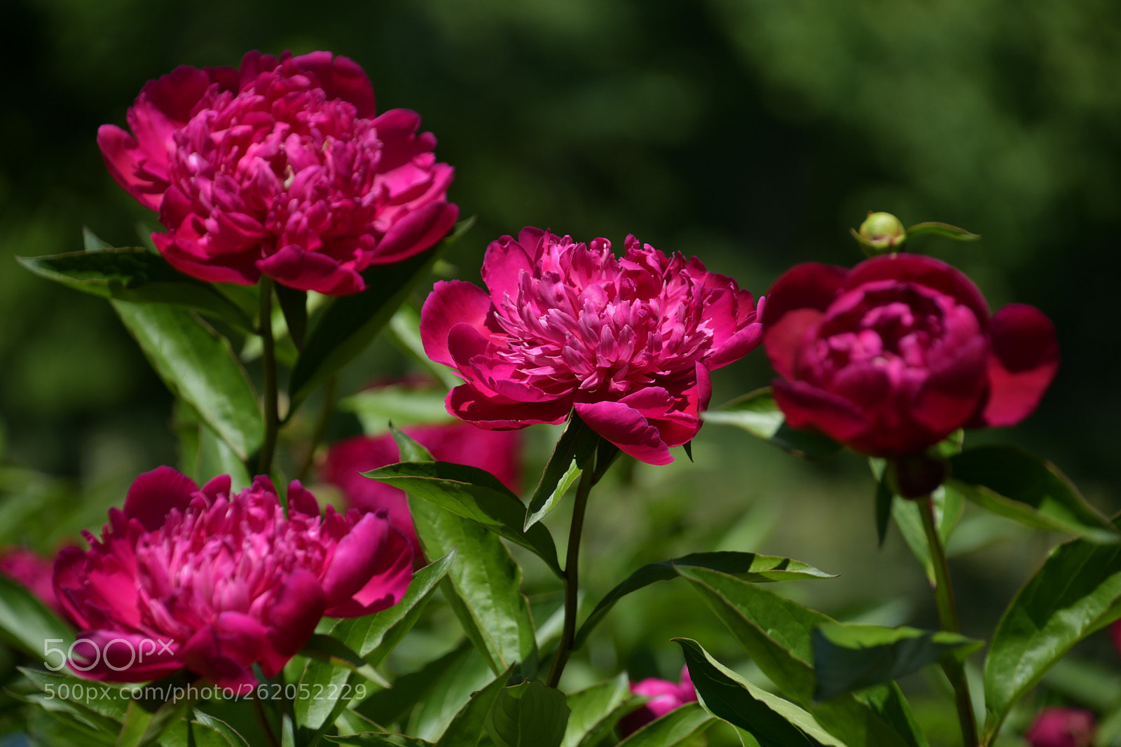 Nikon D7500 sample photo. Peony  photography