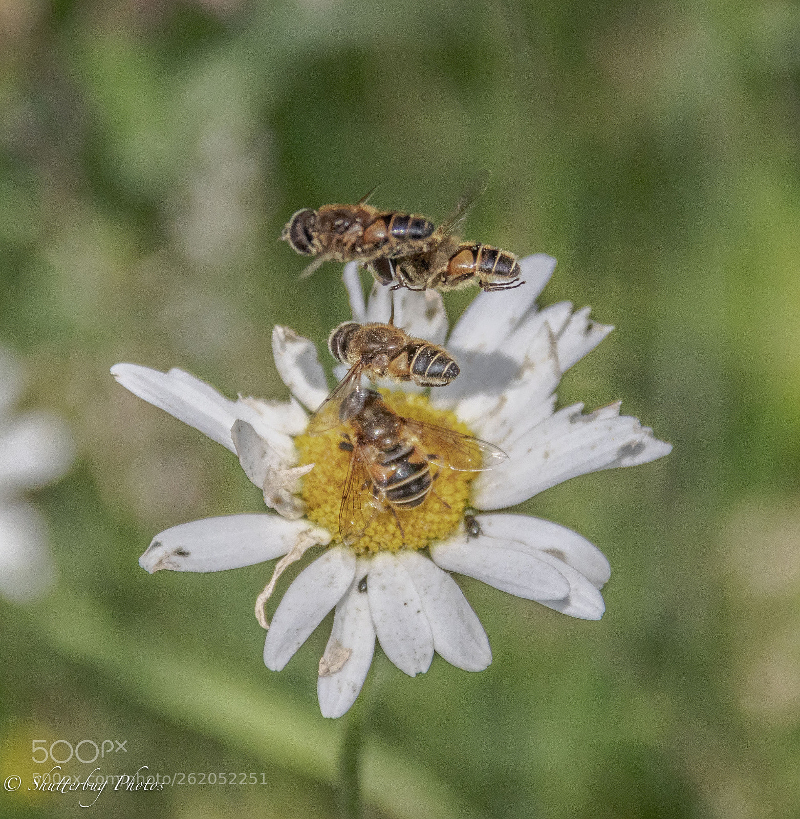 Canon EOS 80D sample photo. Hover bover photography