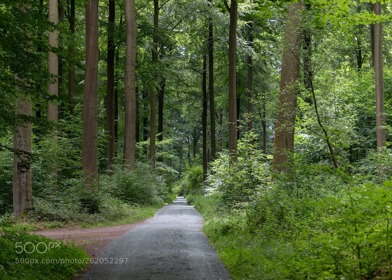 Canon EOS 6D Mark II sample photo. Wilde duivenweg photography