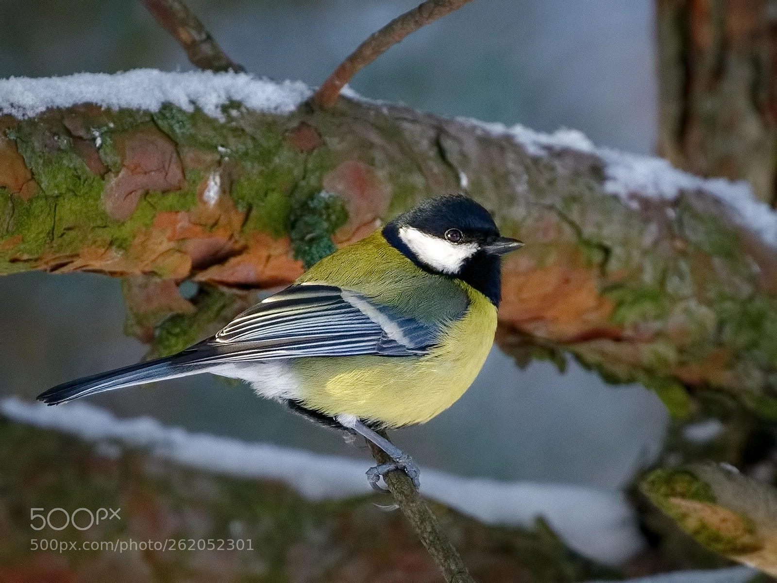 Canon EOS 7D Mark II sample photo. Great tit photography