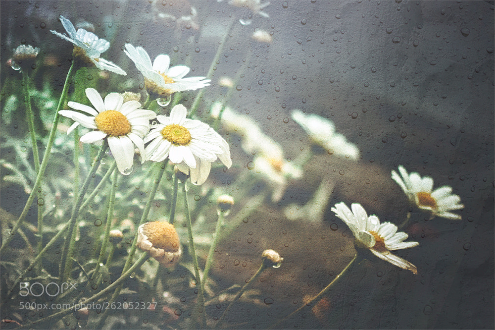 Canon EOS 40D sample photo. Leucanthemum vulgare ii photography
