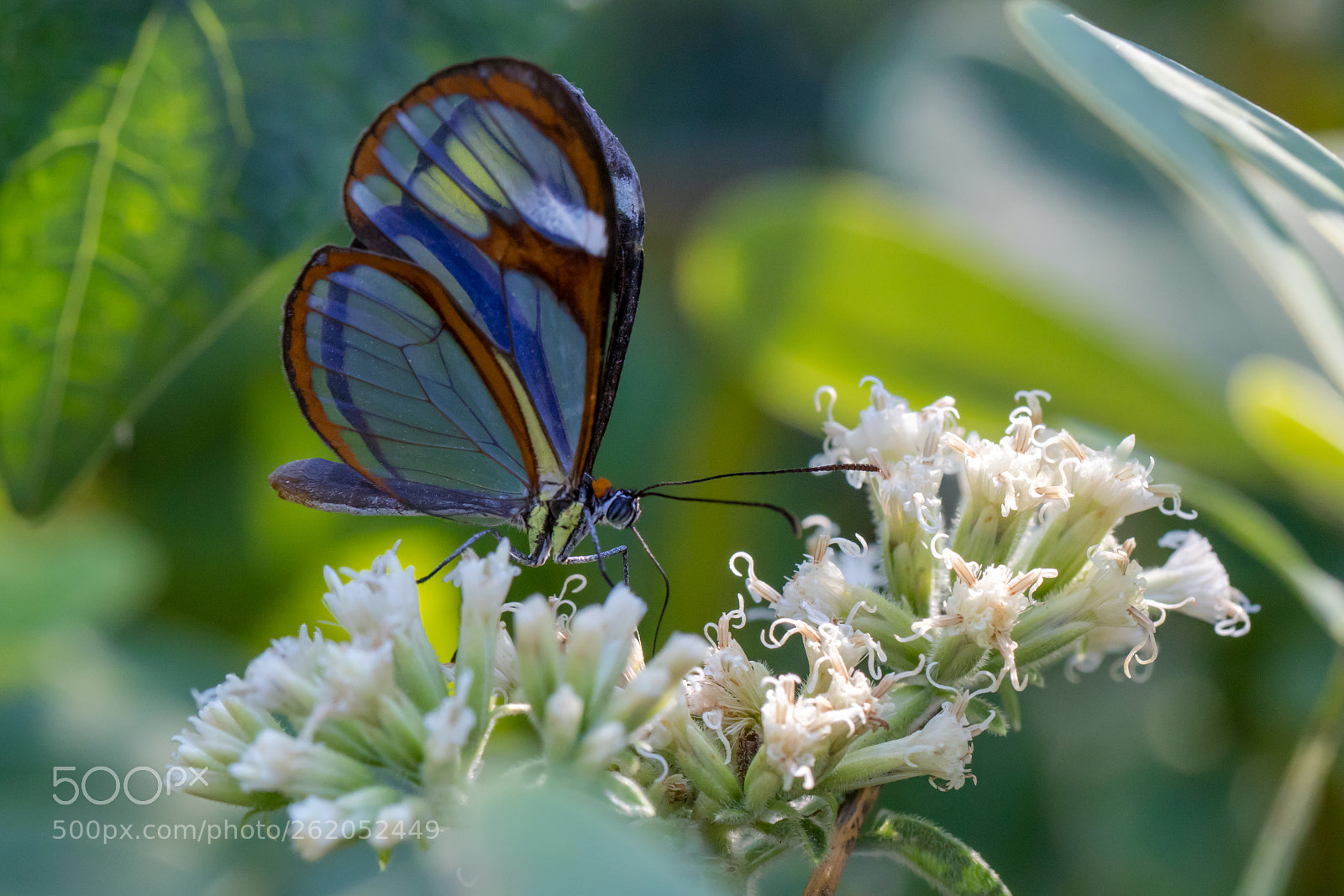 Canon EOS 80D sample photo. Glasswing butterfly photography