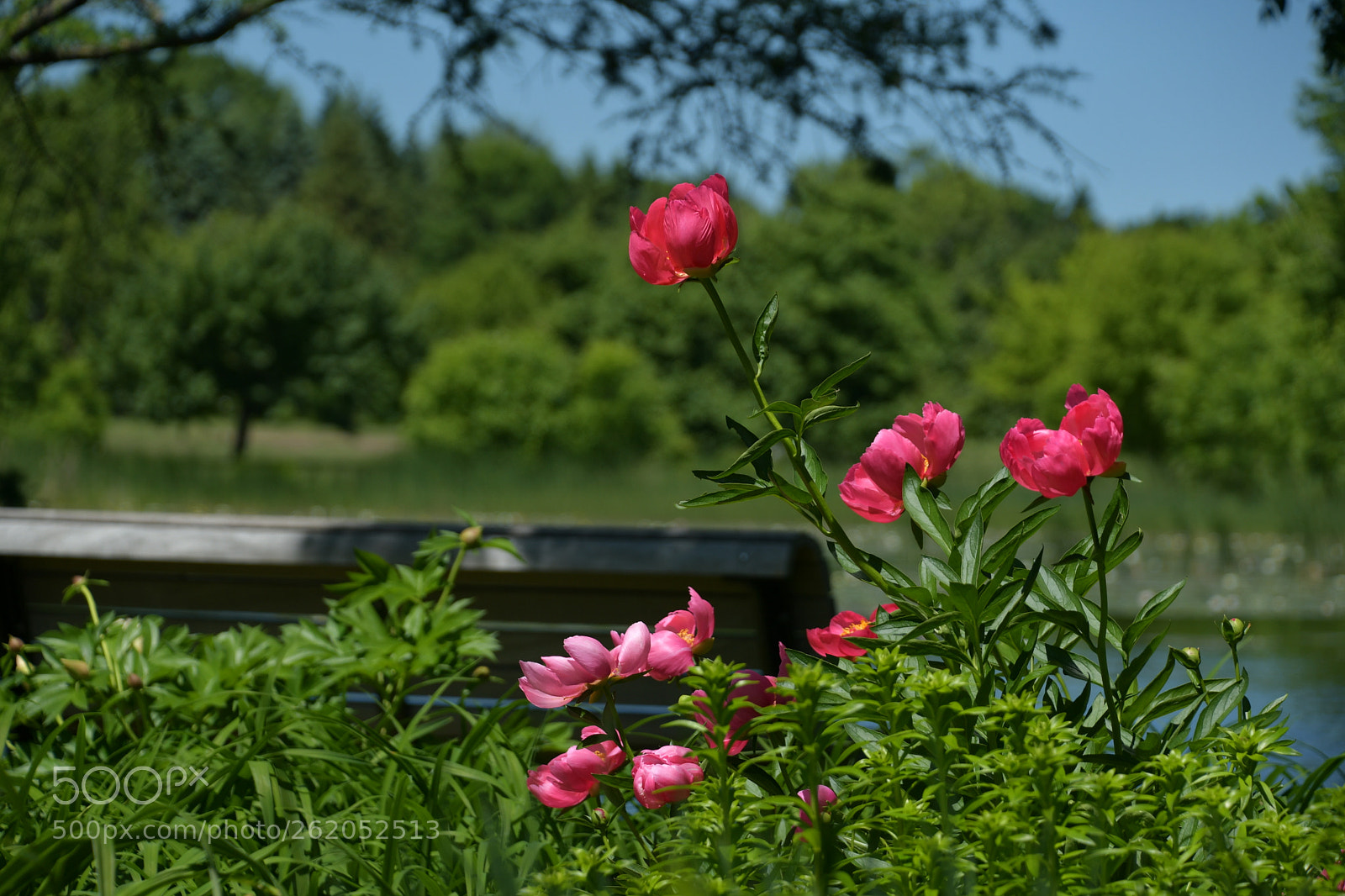 Nikon D7500 sample photo. Banch  photography