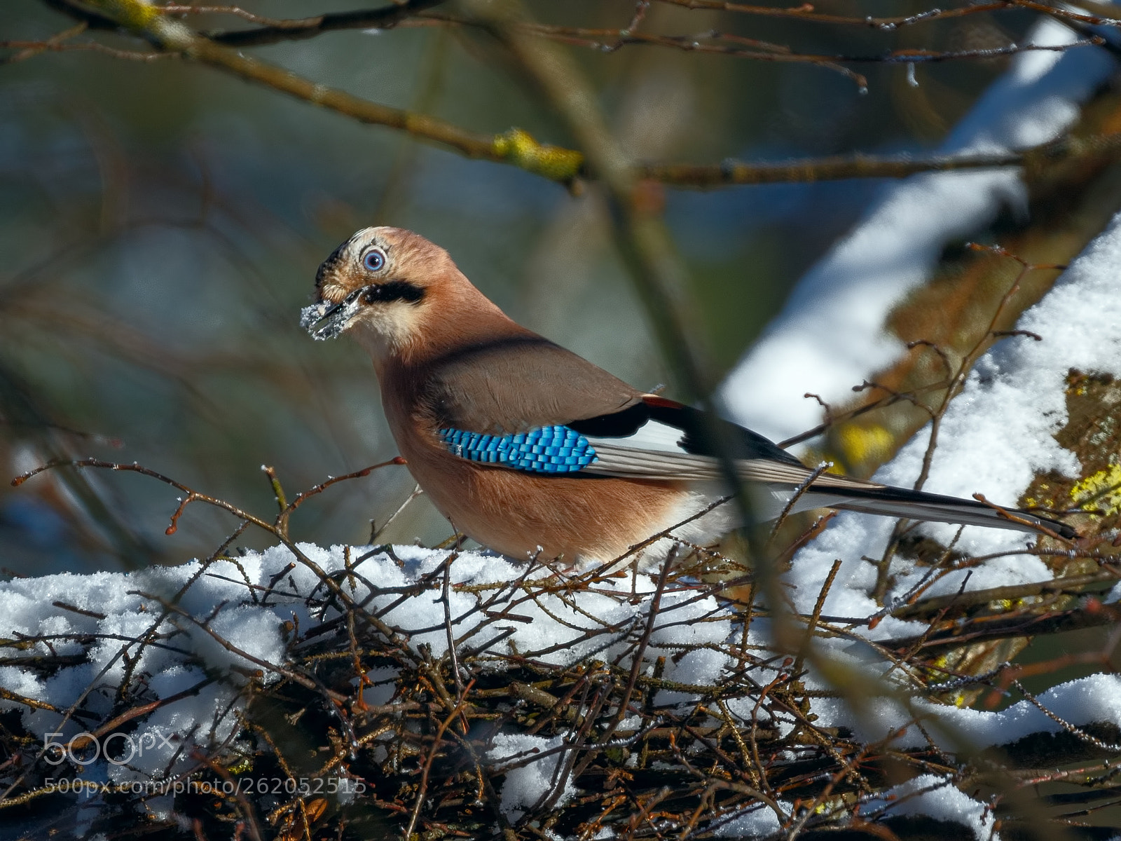 Canon EOS 7D Mark II sample photo. European jay 3 photography
