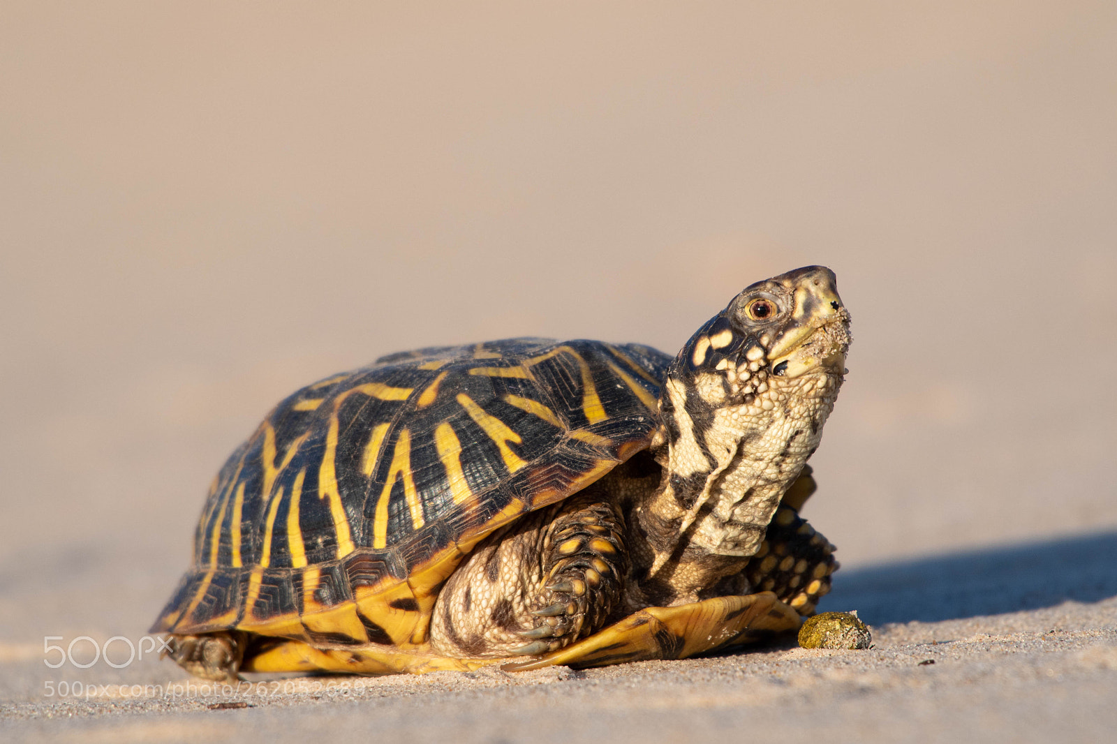 Nikon D500 sample photo. Plains box turtle photography