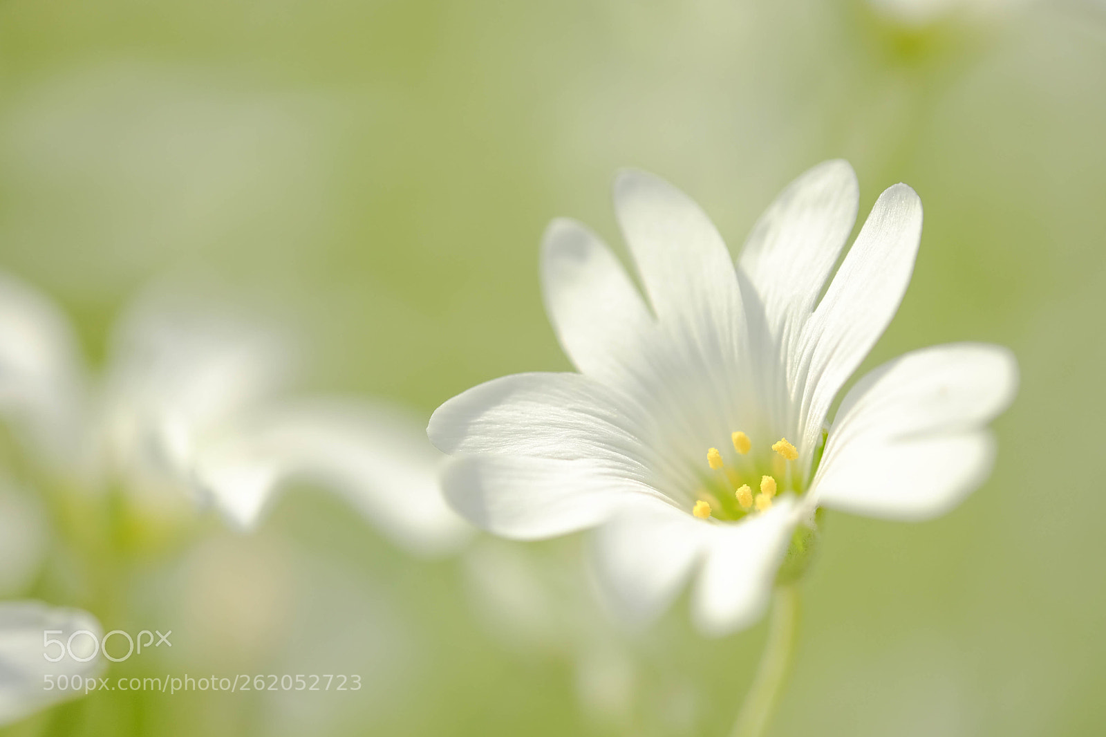 Fujifilm X-T10 sample photo. Whi flower (ナツユキソウ) photography