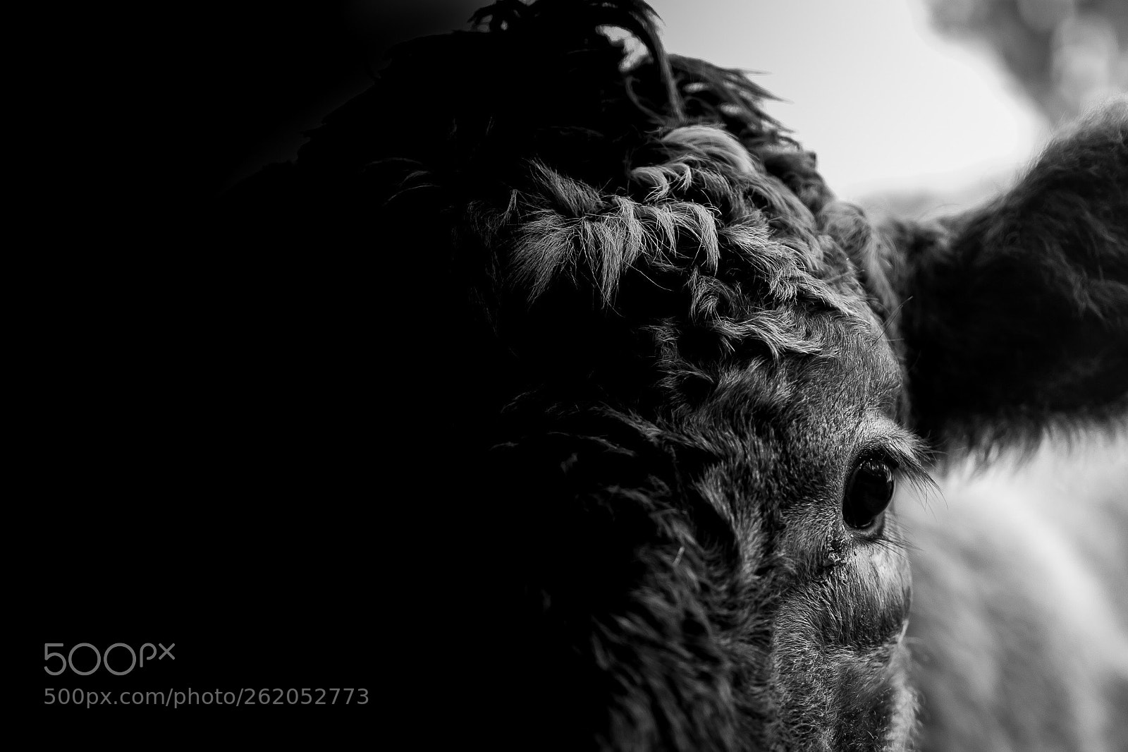 Canon EOS 6D sample photo. Friendly beef photography