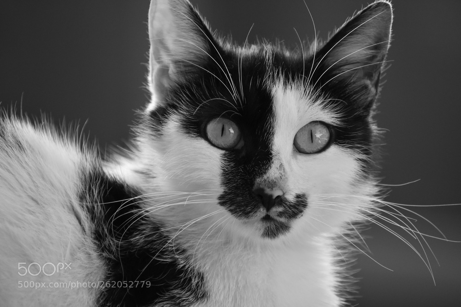 Nikon D3400 sample photo. My cat  photography