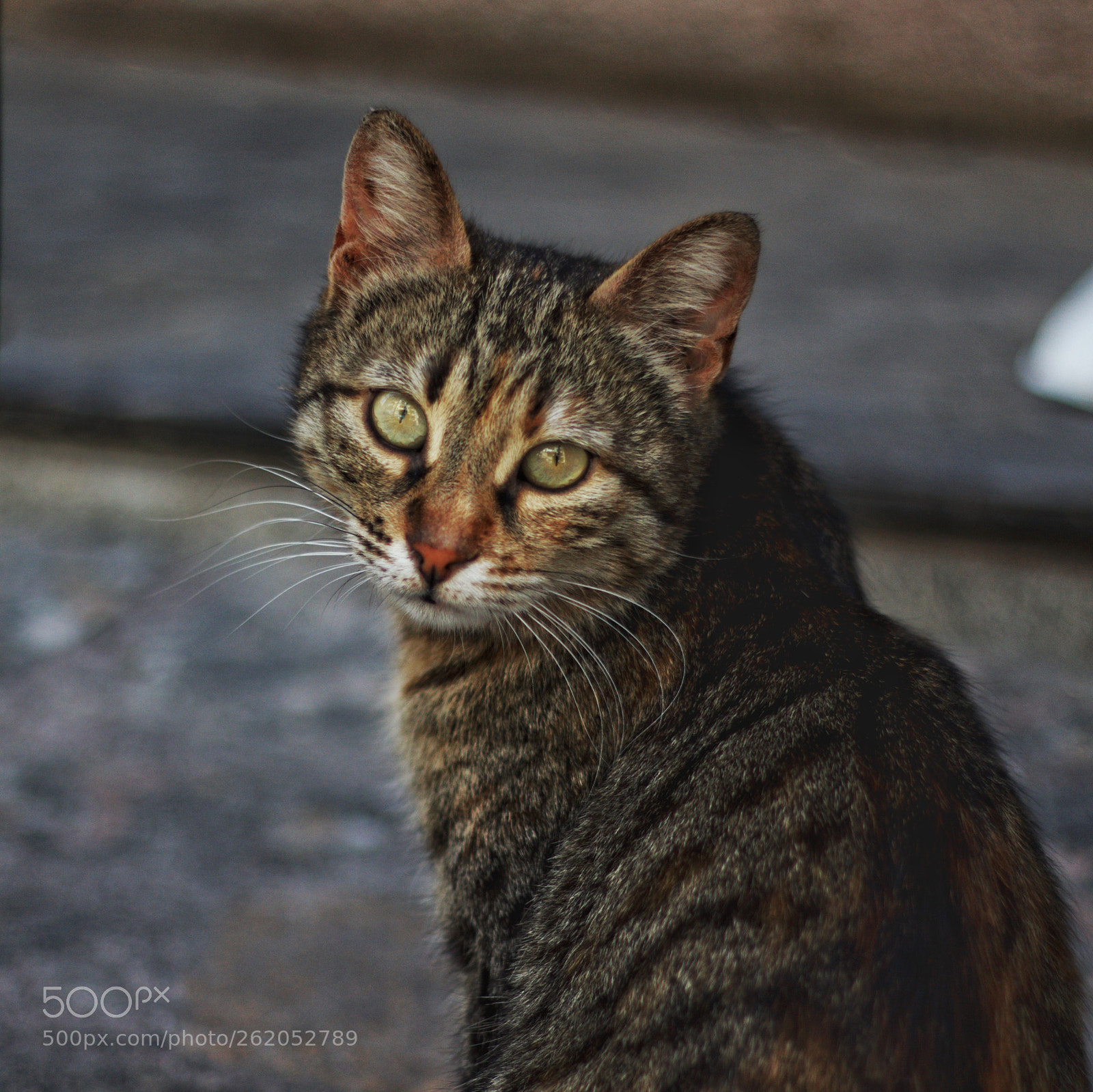 Canon EOS 700D (EOS Rebel T5i / EOS Kiss X7i) sample photo. Street cat photography