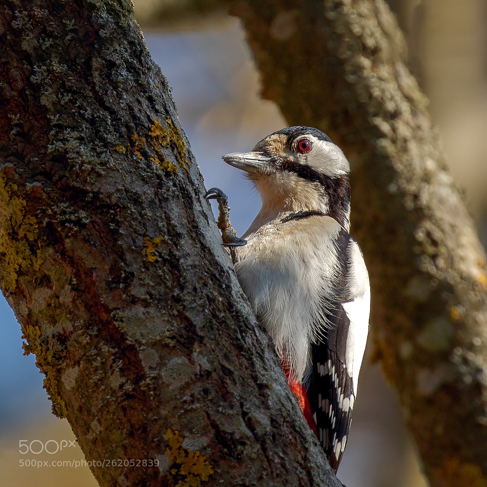 Canon EOS 7D Mark II sample photo. Woodpecker photography